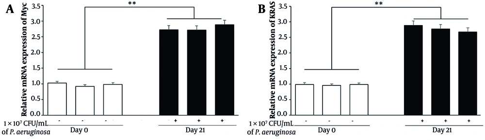 Chronic <i>Pseudomonas aeruginosa</i> infection induces early oncogenic signaling in juvenile mouse lungs. Quantitative real-time PCR (qPCR) analysis of Myc and Kras gene expression in lung tissues collected from control (day 0) and chronically infected (day 21) mice. RNA was isolated, reverse-transcribed, and analyzed using SYBR Green-based qPCR. Gene expression levels were normalized to GAPDH and presented as fold changes relative to day 0 controls. Data represent mean ± standard error of the mean (SEM) from three biological replicates per group (** P < 0.001). Chronic <i>Pseudomonas aeruginosa</i> infection induces early oncogenic signaling in juvenile mouse lungs. Quantitative real-time PCR (qPCR) analysis of Myc and Kras gene expression in lung tissues collected from control (day 0) and chronically infected (day 21) mice. RNA was isolated, reverse-transcribed, and analyzed using SYBR Green-based qPCR. Gene expression levels were normalized to GAPDH and presented as fold changes relative to day 0 controls. Data represent mean ± standard error of the mean (SEM) from three biological replicates per group (** P < 0.001).