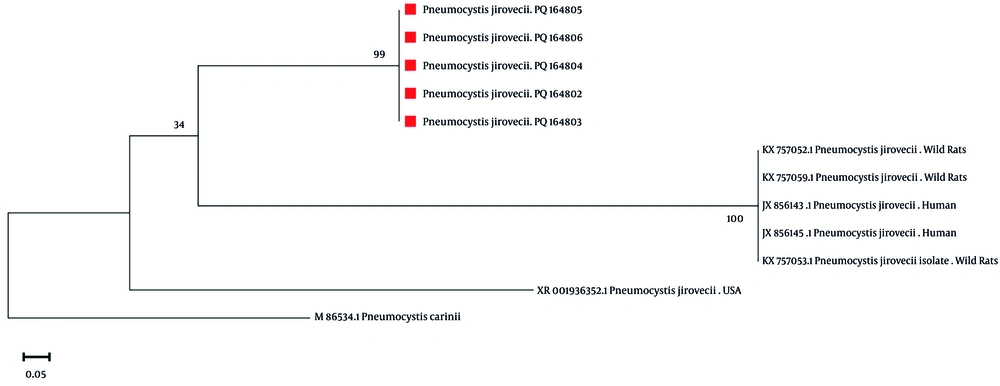 Phylogenetic tree of <i>Pneumocystis jirovecii</i> samples sequenced by 18S rRNA gene and comparison with other samples Phylogenetic tree of <i>Pneumocystis jirovecii</i> samples sequenced by 18S rRNA gene and comparison with other samples