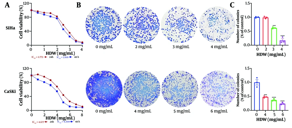 The effects of <i>Hedyotis diffusa</i> Willd (HDW) on cell survival and colony formation. A, the effects of HDW on cell survival, the horizontal axis is the concentration of HDW, and the vertical axis is cell viability. SiHa and CaSki cells were treated with various concentrations of HDW for 24 or 48 hours respectively, and its cell survival was estimated by CCK8 assays; B, the effects of HDW on colony formation, the dosage of 2, 3, and 4 mg/mL were used on SiHa cells (the upper) and dosage of 4, 5, and 6 mg/mL were used on CaSki cells (the lower) respectively, and the groups without HDW was set as the control; C, the histogram of colony formation assays. Statistical significance is indicated as follows: *** P < 0.001, and **** P < 0.0001. The effects of <i>Hedyotis diffusa</i> Willd (HDW) on cell survival and colony formation. A, the effects of HDW on cell survival, the horizontal axis is the concentration of HDW, and the vertical axis is cell viability. SiHa and CaSki cells were treated with various concentrations of HDW for 24 or 48 hours respectively, and its cell survival was estimated by CCK8 assays; B, the effects of HDW on colony formation, the dosage of 2, 3, and 4 mg/mL were used on SiHa cells (the upper) and dosage of 4, 5, and 6 mg/mL were used on CaSki cells (the lower) respectively, and the groups without HDW was set as the control; C, the histogram of colony formation assays. Statistical significance is indicated as follows: *** P < 0.001, and **** P < 0.0001.