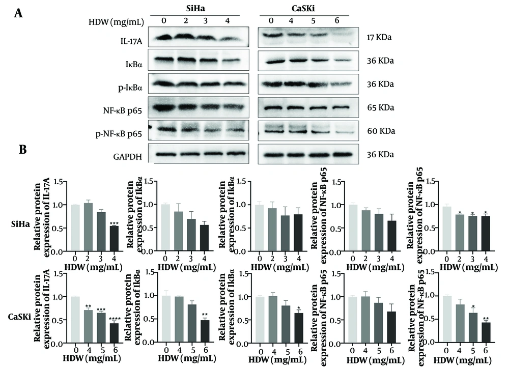Effects of <i>Hedyotis diffusa</i> Willd (HDW) on the IL-17/NF-κB signaling pathway. A, western blot analysis of key proteins involved in the IL-17/NF-κB pathway; B, quantitative histogram of protein expression levels from Western blot analysis. (Abbreviations: IL-17A, interleukin 17A; IκBα, inhibitor of kappa B alpha; p-IκBα, phosphorylated Inhibitor of kappa B alpha; NF-κB p65, nuclear factor kappa B p65; p-NF-κB p65, phosphorylated nuclear factor kappa B p65, GAPDH, glyceraldehyde-3-phosphate dehydrogenase. Statistical significance is indicated as follows: * P < 0.05, ** P < 0.01, *** P < 0.001, and **** P < 0.0001.) Effects of <i>Hedyotis diffusa</i> Willd (HDW) on the IL-17/NF-κB signaling pathway. A, western blot analysis of key proteins involved in the IL-17/NF-κB pathway; B, quantitative histogram of protein expression levels from Western blot analysis. (Abbreviations: IL-17A, interleukin 17A; IκBα, inhibitor of kappa B alpha; p-IκBα, phosphorylated Inhibitor of kappa B alpha; NF-κB p65, nuclear factor kappa B p65; p-NF-κB p65, phosphorylated nuclear factor kappa B p65, GAPDH, glyceraldehyde-3-phosphate dehydrogenase. Statistical significance is indicated as follows: * P < 0.05, ** P < 0.01, *** P < 0.001, and **** P < 0.0001.)