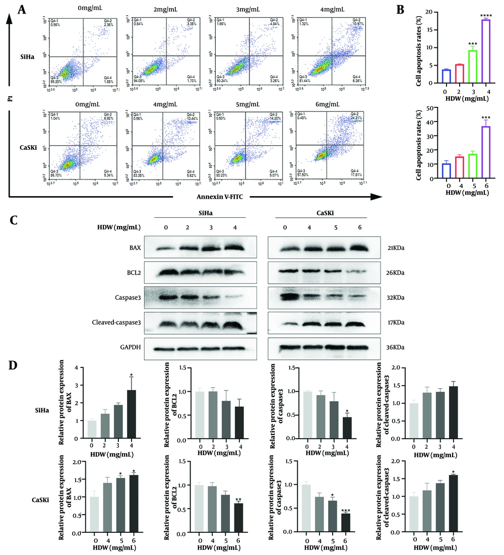 <i>Hedyotis diffusa</i> Willd (HDW) induces cell apoptosis. A, representative images of cell apoptosis after 48 hours of HDW treatment. SiHa cells were treated with HDW at concentrations of 2, 3, and 4 mg/mL (the upper), while CaSki cells were treated with 4, 5, and 6 mg/mL (the lower). Untreated cells served as the control group; B, quantitative histogram showing cell apoptosis rates across treatment groups; C, Western blot analysis of key apoptosis-related proteins; D, quantitative histogram of protein expression levels from Western blot analysis. (Abbreviations: PI, propidium iodide; BAX, Bcl-2-associated X protein; BCL2, B-cell lymphoma 2; caspase 3, cysteine-aspartic acid protease 3; cleaved-caspase 3, cleaved cysteine-aspartic acid protease 3; GAPDH, glyceraldehyde-3-phosphate dehydrogenase. Statistical significance is indicated as follows: * P < 0.05, ** P < 0.01, *** P < 0.001, and **** P < 0.0001.) <i>Hedyotis diffusa</i> Willd (HDW) induces cell apoptosis. A, representative images of cell apoptosis after 48 hours of HDW treatment. SiHa cells were treated with HDW at concentrations of 2, 3, and 4 mg/mL (the upper), while CaSki cells were treated with 4, 5, and 6 mg/mL (the lower). Untreated cells served as the control group; B, quantitative histogram showing cell apoptosis rates across treatment groups; C, Western blot analysis of key apoptosis-related proteins; D, quantitative histogram of protein expression levels from Western blot analysis. (Abbreviations: PI, propidium iodide; BAX, Bcl-2-associated X protein; BCL2, B-cell lymphoma 2; caspase 3, cysteine-aspartic acid protease 3; cleaved-caspase 3, cleaved cysteine-aspartic acid protease 3; GAPDH, glyceraldehyde-3-phosphate dehydrogenase. Statistical significance is indicated as follows: * P < 0.05, ** P < 0.01, *** P < 0.001, and **** P < 0.0001.)