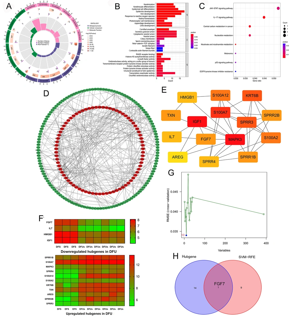 Constructing protein-protein interaction (PPI) network and identifying specific biomarkers in diabetic foot ulcers (DFUs): A, GO enrichment analysis of the 388 key genes. BP, CC, and molecular function (MF) are displayed in different colors, respectively. All genes and the number of key genes of DFUs involved in different cell functions are also displayed; B, GO enrichment analysis of the 388 key genes, showing the top ten cell functions of BP, CC, and MF involved in these key genes; C, KEGG enrichment analysis of the 388 key genes showcased the signaling pathways involved in these key genes; D, the PPI network of the 388 key genes was constructed using the STRING website and Cytoscape software; E, the cytoHubba plugin in Cytoscape software identified the 15 network hub genes, and the network diagram of these hub genes is shown; F, the expression of 15 hub genes in DFS and DFUs from the GSE80178 datasets; G, support vector machine-recursive feature elimination (SVM-RFE) was used to screen out the potential diagnostic biomarkers of DFUs among 388 key genes, and 10 genes were identified as diagnostic biomarkers for DFUs; H, the intersection of the results of hub genes and SVM-RFE. Constructing protein-protein interaction (PPI) network and identifying specific biomarkers in diabetic foot ulcers (DFUs): A, GO enrichment analysis of the 388 key genes. BP, CC, and molecular function (MF) are displayed in different colors, respectively. All genes and the number of key genes of DFUs involved in different cell functions are also displayed; B, GO enrichment analysis of the 388 key genes, showing the top ten cell functions of BP, CC, and MF involved in these key genes; C, KEGG enrichment analysis of the 388 key genes showcased the signaling pathways involved in these key genes; D, the PPI network of the 388 key genes was constructed using the STRING website and Cytoscape software; E, the cytoHubba plugin in Cytoscape software identified the 15 network hub genes, and the network diagram of these hub genes is shown; F, the expression of 15 hub genes in DFS and DFUs from the GSE80178 datasets; G, support vector machine-recursive feature elimination (SVM-RFE) was used to screen out the potential diagnostic biomarkers of DFUs among 388 key genes, and 10 genes were identified as diagnostic biomarkers for DFUs; H, the intersection of the results of hub genes and SVM-RFE.