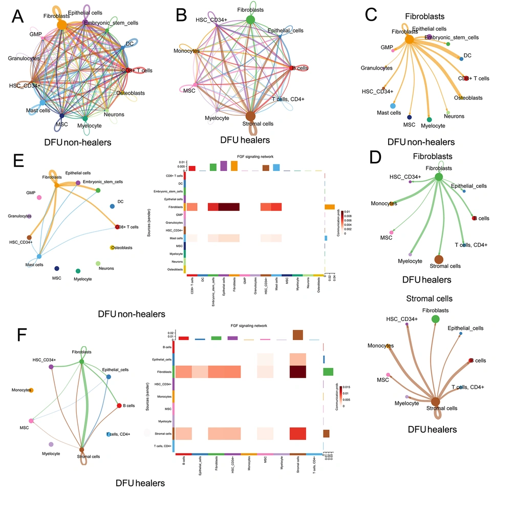 Deciphering intercellular communication in diabetic foot ulcer (DFU) healers and DFU non-healers: A, all the potential intercellular communication networks in DFU non-healers; B, all intercellular communication networks in DFU healers; C, the intercellular communication pathways between fibroblasts and other cells in DFU non-healers; D, the intercellular communication pathways between fibroblasts and stromal cells and other cells in DFU healers; E, intercellular fibroblast growth factor (FGF) signaling network involving FGF7 in DFU non-healers; F, intercellular FGF signaling network involving FGF7 in DFU healers. Deciphering intercellular communication in diabetic foot ulcer (DFU) healers and DFU non-healers: A, all the potential intercellular communication networks in DFU non-healers; B, all intercellular communication networks in DFU healers; C, the intercellular communication pathways between fibroblasts and other cells in DFU non-healers; D, the intercellular communication pathways between fibroblasts and stromal cells and other cells in DFU healers; E, intercellular fibroblast growth factor (FGF) signaling network involving FGF7 in DFU non-healers; F, intercellular FGF signaling network involving FGF7 in DFU healers.