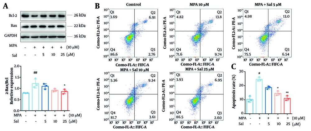 Schisanhenol (Sal) reduced apoptosis in Caco-2 cells caused by mycophenolic acid (MPA). Cells were treated with 10 μM MPA and different concentrations of Sal (5, 10, 25 μM) for 24 hours. A, apoptosis-related protein levels were detected by Western blot; and B and C, apoptosis was determined by flow cytometry. *, ** P < 0.05 and 0.01 were significantly different from the MPA group. # P < 0.05 and ## P < 0.01 significantly different compared to control group. The data are shown as the mean ± SD of n = 3. Schisanhenol (Sal) reduced apoptosis in Caco-2 cells caused by mycophenolic acid (MPA). Cells were treated with 10 μM MPA and different concentrations of Sal (5, 10, 25 μM) for 24 hours. A, apoptosis-related protein levels were detected by Western blot; and B and C, apoptosis was determined by flow cytometry. *, ** P < 0.05 and 0.01 were significantly different from the MPA group. # P < 0.05 and ## P < 0.01 significantly different compared to control group. The data are shown as the mean ± SD of n = 3.