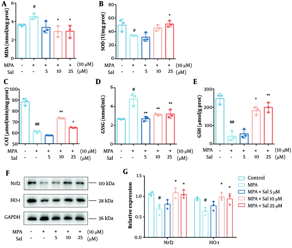 Schisanhenol (Sal) modulated the Nrf2/HO-1 pathway to improve antioxidant capacity in Caco-2 cells. After 24 hours of treatment with Sal (5, 10, 25 μM) and 10 μM mycophenolic acid (MPA), the kit detected A, MDA; B, SOD; C, CAT; D, GSSG; E, GSH content; and F and G, western blot determined Nrf2, HO-1 protein expression levels. * P < 0.05, ** P < 0.01 Significantly different from MPA group. # P < 0.05, ## P < 0.01 significantly different from control group. The data are shown as the mean ± SD of n = 3. Schisanhenol (Sal) modulated the Nrf2/HO-1 pathway to improve antioxidant capacity in Caco-2 cells. After 24 hours of treatment with Sal (5, 10, 25 μM) and 10 μM mycophenolic acid (MPA), the kit detected A, MDA; B, SOD; C, CAT; D, GSSG; E, GSH content; and F and G, western blot determined Nrf2, HO-1 protein expression levels. * P < 0.05, ** P < 0.01 Significantly different from MPA group. # P < 0.05, ## P < 0.01 significantly different from control group. The data are shown as the mean ± SD of n = 3.