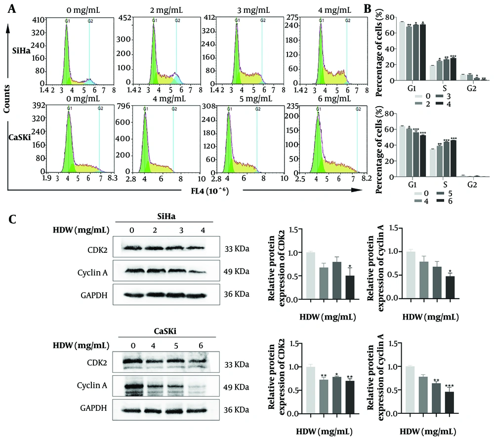 Effects of <i>Hedyotis diffusa</i> Willd (HDW) on the cell cycle. A, representative images showing cell cycle distribution after 48 hours of HDW treatment. Green represents the G1 phase, yellow represents the S phase, and blue represents the G2 phase; B, quantitative histogram of cell distribution across different cell cycle phases; C, Western blot analysis of key cell cycle regulatory proteins with quantitative histograms. (Abbreviations: CDK2, cyclin-dependent kinase 2; GAPDH, glyceraldehyde-3-phosphate dehydrogenase. Statistical significance is indicated as follows: * P < 0.05, ** P < 0.01, and *** P < 0.001.) Effects of <i>Hedyotis diffusa</i> Willd (HDW) on the cell cycle. A, representative images showing cell cycle distribution after 48 hours of HDW treatment. Green represents the G1 phase, yellow represents the S phase, and blue represents the G2 phase; B, quantitative histogram of cell distribution across different cell cycle phases; C, Western blot analysis of key cell cycle regulatory proteins with quantitative histograms. (Abbreviations: CDK2, cyclin-dependent kinase 2; GAPDH, glyceraldehyde-3-phosphate dehydrogenase. Statistical significance is indicated as follows: * P < 0.05, ** P < 0.01, and *** P < 0.001.)