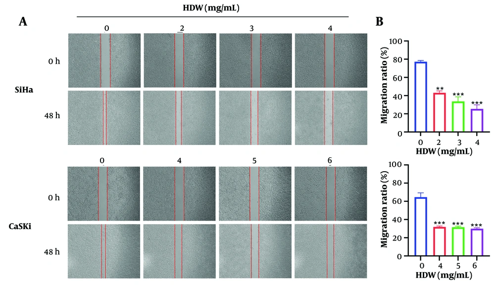 The effects of <i>Hedyotis diffusa</i> Willd (HDW) on cell migration. A, the images of scratches before and after using of HDW, the dosage of 2, 3, and 4 mg/mL were used on SiHa cells (the upper) and dosage of 4, 5, and 6 mg/mL were used on CaSki cells (the lower) respectively, and the groups without HDW was set as the control. The red vertical line is the edge location of the cell, and the width between the two vertical lines represents the scratch width; B, the histogram of cell migration assay. Statistical significance is indicated as follows: ** P < 0.01, and *** P < 0.001. The effects of <i>Hedyotis diffusa</i> Willd (HDW) on cell migration. A, the images of scratches before and after using of HDW, the dosage of 2, 3, and 4 mg/mL were used on SiHa cells (the upper) and dosage of 4, 5, and 6 mg/mL were used on CaSki cells (the lower) respectively, and the groups without HDW was set as the control. The red vertical line is the edge location of the cell, and the width between the two vertical lines represents the scratch width; B, the histogram of cell migration assay. Statistical significance is indicated as follows: ** P < 0.01, and *** P < 0.001.