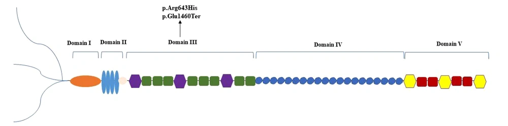 Localization of the amino acid change positions of identified variants in this report on a schematic representation of perlecan Localization of the amino acid change positions of identified variants in this report on a schematic representation of perlecan