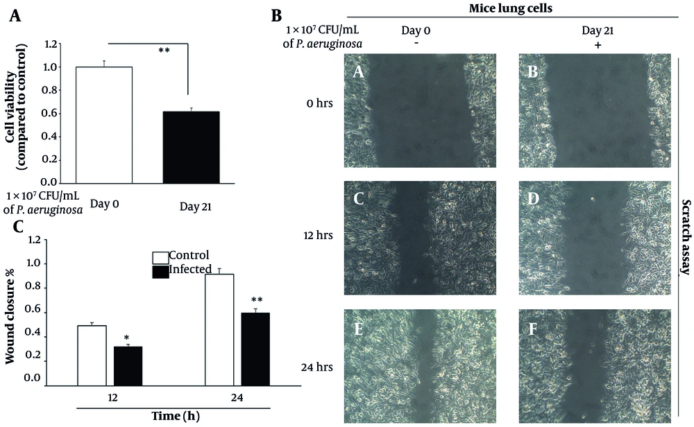 Chronic <i>Pseudomonas aeruginosa</i> infection impairs lung epithelial cell viability and delays wound healing. A, cell viability assessed by MTT assay in primary lung epithelial cells isolated from day 0 (control) and day 21 (infected) mouse lungs. Absorbance values were normalized to day 0 controls. Data represent mean ± standard error of the mean (SEM) from three independent experiments. B, representative phase-contrast images from scratch wound healing assays at 0 h, 12 h, and 24 h post-scratch, comparing control and infected lung epithelial cells. C, quantification of wound closure (%) at 12 h and 24 h using bar graphs. Data represent mean ± SD from three biological replicates. Initial scratch width was set as 100%, and remaining wound area was measured at each time point (* P < 0.01 and ** P < 0.001). Chronic <i>Pseudomonas aeruginosa</i> infection impairs lung epithelial cell viability and delays wound healing. A, cell viability assessed by MTT assay in primary lung epithelial cells isolated from day 0 (control) and day 21 (infected) mouse lungs. Absorbance values were normalized to day 0 controls. Data represent mean ± standard error of the mean (SEM) from three independent experiments. B, representative phase-contrast images from scratch wound healing assays at 0 h, 12 h, and 24 h post-scratch, comparing control and infected lung epithelial cells. C, quantification of wound closure (%) at 12 h and 24 h using bar graphs. Data represent mean ± SD from three biological replicates. Initial scratch width was set as 100%, and remaining wound area was measured at each time point (* P < 0.01 and ** P < 0.001).
