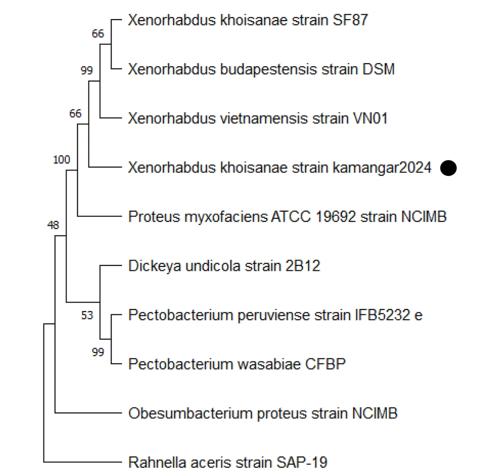 Neighbor-joining phylogenetic tree based on the 16S rRNA gene of <i>Xenorhabdus khoisanae</i> strain Kamangar, 2024 (black circle). Bootstrap values (1000 replicates) indicate clade support; The strain’s clade is supported by a value of 100. Neighbor-joining phylogenetic tree based on the 16S rRNA gene of <i>Xenorhabdus khoisanae</i> strain Kamangar, 2024 (black circle). Bootstrap values (1000 replicates) indicate clade support; The strain’s clade is supported by a value of 100.