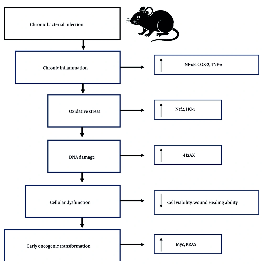 Proposed mechanistic model linking chronic bacterial pneumonia to early oncogenic transformation in juvenile lungs. Chronic <i>Pseudomonas aeruginosa</i> infection in juvenile mice induces a persistent inflammatory response characterized by elevated factor-kappa B (NF-κB), tumor necrosis factor-alpha (TNF-α), and cyclooxygenase-2 (COX-2) signaling. This inflammation promotes oxidative stress, triggering activation of the nuclear factor erythroid 2-related factor 2 (Nrf2)-heme-oxygenase-1 (HO-1) antioxidant pathway. Despite this response, sublethal DNA damage accumulates, as evidenced by increased γH2AX. These molecular events lead to reduced epithelial cell viability, impaired wound healing, and upregulation of proto-oncogenes such as Myc and Kras. Together, these alterations converge to create a pro-tumorigenic microenvironment. Arrows indicate the direction of effect; red pathways denote damage or dysfunction, while green elements represent protective responses. Proposed mechanistic model linking chronic bacterial pneumonia to early oncogenic transformation in juvenile lungs. Chronic <i>Pseudomonas aeruginosa</i> infection in juvenile mice induces a persistent inflammatory response characterized by elevated factor-kappa B (NF-κB), tumor necrosis factor-alpha (TNF-α), and cyclooxygenase-2 (COX-2) signaling. This inflammation promotes oxidative stress, triggering activation of the nuclear factor erythroid 2-related factor 2 (Nrf2)-heme-oxygenase-1 (HO-1) antioxidant pathway. Despite this response, sublethal DNA damage accumulates, as evidenced by increased γH2AX. These molecular events lead to reduced epithelial cell viability, impaired wound healing, and upregulation of proto-oncogenes such as Myc and Kras. Together, these alterations converge to create a pro-tumorigenic microenvironment. Arrows indicate the direction of effect; red pathways denote damage or dysfunction, while green elements represent protective responses.