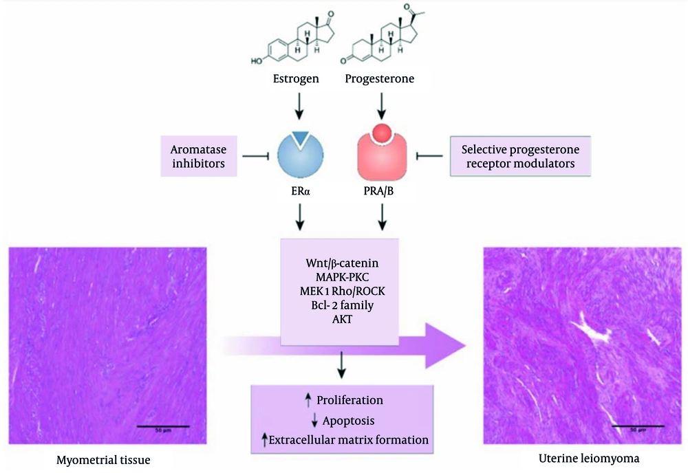 Investigation of the effects of estrogen and progesterone on myometrial tissue (<a href="#A164618REF11">11</a>) Investigation of the effects of estrogen and progesterone on myometrial tissue (<a href="#A164618REF11">11</a>)