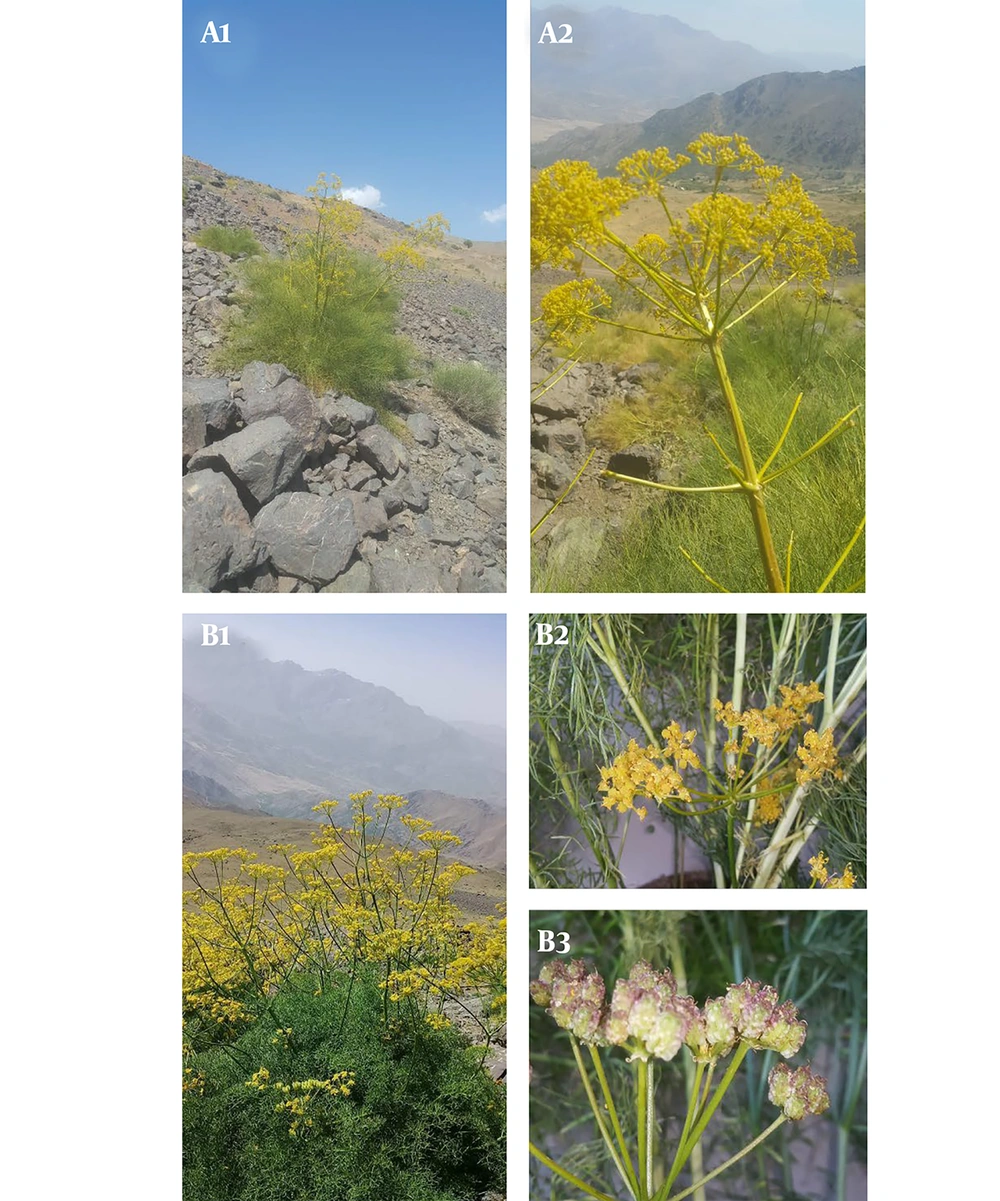 Morphology of the whole plant: A1, <i>Prangos platychlaena</i>; A2, <i>P. platychlaena</i> inflorescence; B1, <i>Cachrys scabra</i>; B2, <i>C. scabra</i> inflorescence; B3, <i>C. scabra</i> fruits. Morphology of the whole plant: A1, <i>Prangos platychlaena</i>; A2, <i>P. platychlaena</i> inflorescence; B1, <i>Cachrys scabra</i>; B2, <i>C. scabra</i> inflorescence; B3, <i>C. scabra</i> fruits.