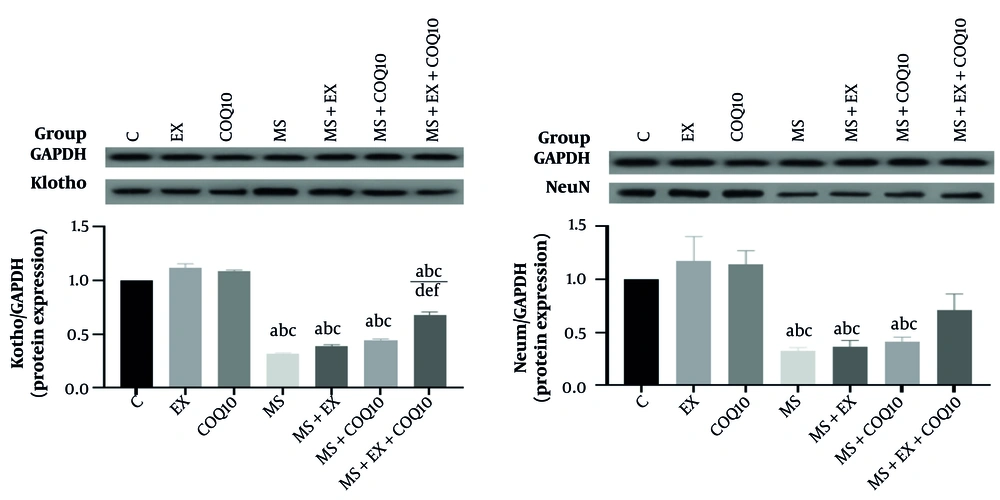 Protein expression in study groups. C: Healthy control group; EX: Healthy exercise group; COQ10: Healthy coenzyme Q10 Supplement group; MS: Multiple sclerosis group. a, a significant decrease compared to the C group; b, a significant decrease compared to the EX-group; c, a significant decrease compared to the COQ10 group; d, a significant increase compared to the MS group; e, a significant increase compared to the MS+EX group; f, a significant increase compared to the MS+COQ10 group. Protein expression in study groups. C: Healthy control group; EX: Healthy exercise group; COQ10: Healthy coenzyme Q10 Supplement group; MS: Multiple sclerosis group. a, a significant decrease compared to the C group; b, a significant decrease compared to the EX-group; c, a significant decrease compared to the COQ10 group; d, a significant increase compared to the MS group; e, a significant increase compared to the MS+EX group; f, a significant increase compared to the MS+COQ10 group.