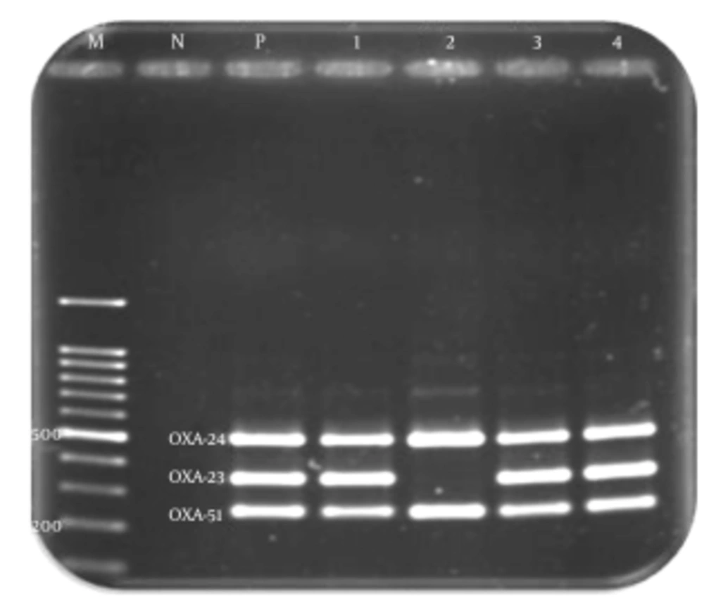 Multiplex PCR Amplification of the <i>OXA-24</i>, <i>OXA-23</i>, and <i>OXA-51</i> Genes of <i>A. baumannii</i> Isolates Lane M, DNA size marker; Lane N, negative control; Lane P, positive control; Lanes 1, 2, 3, and 4, positive isolates.