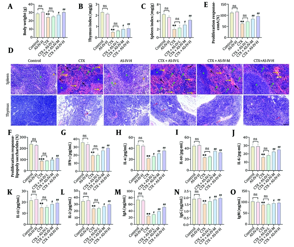 Astragaloside IV (AS-IV) ameliorated cyclophosphamide (CTX)-induced immunosuppression in mice: A - C, the final body weight of mice in each group was measured, and the spleen and thymus indices were calculated. The body weight, spleen, and Thymus Index of mice were significantly decreased after intraperitoneal injection of CTX and significantly increased after AS-IV treatment; D, the histological changes of the spleen and thymus were observed by HE staining. After CTX intervention, spleen cells and thymus cells decreased, and necrosis occurred. After AS-IV treatment, the spleen and thymus cells were arranged compactly, the nucleus was clear, and the intercellular space was small (× 20, 100 μm, green ▲: Red pulp; yellow #: White pulp; yellow →: Congestion; black →: Inflammatory infiltration; red →: Reduced cell density); E and F, the proliferation of spleen lymphocytes (LYMs) was detected by an Enzyme-Linked Immunosorbent Assay (ELISA) kit. T and B LYM proliferation decreased markedly after CTX induction and increased significantly after AS-IV treatment; G - O, the cytokines and immunoglobulins were detected by an ELISA kit. The contents of IFN-γ, IL-2, IL-6, IL-4, IL-10, IL-12, immunoglobulin G (IgG), IgA, and IgM were notably decreased after CTX induction and significantly increased after AS-IV treatment (n = 6, ns P > 0.05; ** P < 0.01 vs. control group; # P < 0.05, ## P < 0.01 vs. CTX group). Astragaloside IV (AS-IV) ameliorated cyclophosphamide (CTX)-induced immunosuppression in mice: A - C, the final body weight of mice in each group was measured, and the spleen and thymus indices were calculated. The body weight, spleen, and Thymus Index of mice were significantly decreased after intraperitoneal injection of CTX and significantly increased after AS-IV treatment; D, the histological changes of the spleen and thymus were observed by HE staining. After CTX intervention, spleen cells and thymus cells decreased, and necrosis occurred. After AS-IV treatment, the spleen and thymus cells were arranged compactly, the nucleus was clear, and the intercellular space was small (× 20, 100 μm, green ▲: Red pulp; yellow #: White pulp; yellow →: Congestion; black →: Inflammatory infiltration; red →: Reduced cell density); E and F, the proliferation of spleen lymphocytes (LYMs) was detected by an Enzyme-Linked Immunosorbent Assay (ELISA) kit. T and B LYM proliferation decreased markedly after CTX induction and increased significantly after AS-IV treatment; G - O, the cytokines and immunoglobulins were detected by an ELISA kit. The contents of IFN-γ, IL-2, IL-6, IL-4, IL-10, IL-12, immunoglobulin G (IgG), IgA, and IgM were notably decreased after CTX induction and significantly increased after AS-IV treatment (n = 6, ns P > 0.05; ** P < 0.01 vs. control group; # P < 0.05, ## P < 0.01 vs. CTX group).