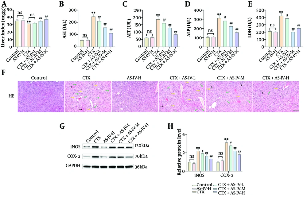 Astragaloside IV (AS-IV) improved cyclophosphamide (CTX)-induced liver injury: A, the Liver Index of mice was calculated. It decreased significantly after intraperitoneal injection of CTX and increased significantly after AS-IV treatment; B - E, the levels of liver injury indices were tested using kits. Aspartate aminotransferase (AST), alanine aminotransferase (ALT), alkaline phosphatase (ALP), and lactate dehydrogenase (LDH) levels were markedly elevated following CTX induction and decreased significantly after AS-IV treatment; F, the histological changes in the livers were observed using HE staining. Following CTX induction, liver cells were loosely arranged, with swelling, water ballooning, and inflammatory cell infiltration. The AS-IV could improve liver function (× 20, 100 μm, black →: Congestion; green →: Inflammatory cell infiltration; yellow →: Cell vacuolization, edema); G and H, Western blot (WB) detected inducible nitric oxide synthase (iNOS) and cyclooxygenase-2 (COX-2) protein levels in the liver, which showed that they increased significantly after CTX induction and decreased significantly after AS-IV treatment (n = 6, ns P > 0.05; ** P < 0.01 vs. control group; # P < 0.05, ## P < 0.01 vs. CTX group). Astragaloside IV (AS-IV) improved cyclophosphamide (CTX)-induced liver injury: A, the Liver Index of mice was calculated. It decreased significantly after intraperitoneal injection of CTX and increased significantly after AS-IV treatment; B - E, the levels of liver injury indices were tested using kits. Aspartate aminotransferase (AST), alanine aminotransferase (ALT), alkaline phosphatase (ALP), and lactate dehydrogenase (LDH) levels were markedly elevated following CTX induction and decreased significantly after AS-IV treatment; F, the histological changes in the livers were observed using HE staining. Following CTX induction, liver cells were loosely arranged, with swelling, water ballooning, and inflammatory cell infiltration. The AS-IV could improve liver function (× 20, 100 μm, black →: Congestion; green →: Inflammatory cell infiltration; yellow →: Cell vacuolization, edema); G and H, Western blot (WB) detected inducible nitric oxide synthase (iNOS) and cyclooxygenase-2 (COX-2) protein levels in the liver, which showed that they increased significantly after CTX induction and decreased significantly after AS-IV treatment (n = 6, ns P > 0.05; ** P < 0.01 vs. control group; # P < 0.05, ## P < 0.01 vs. CTX group).