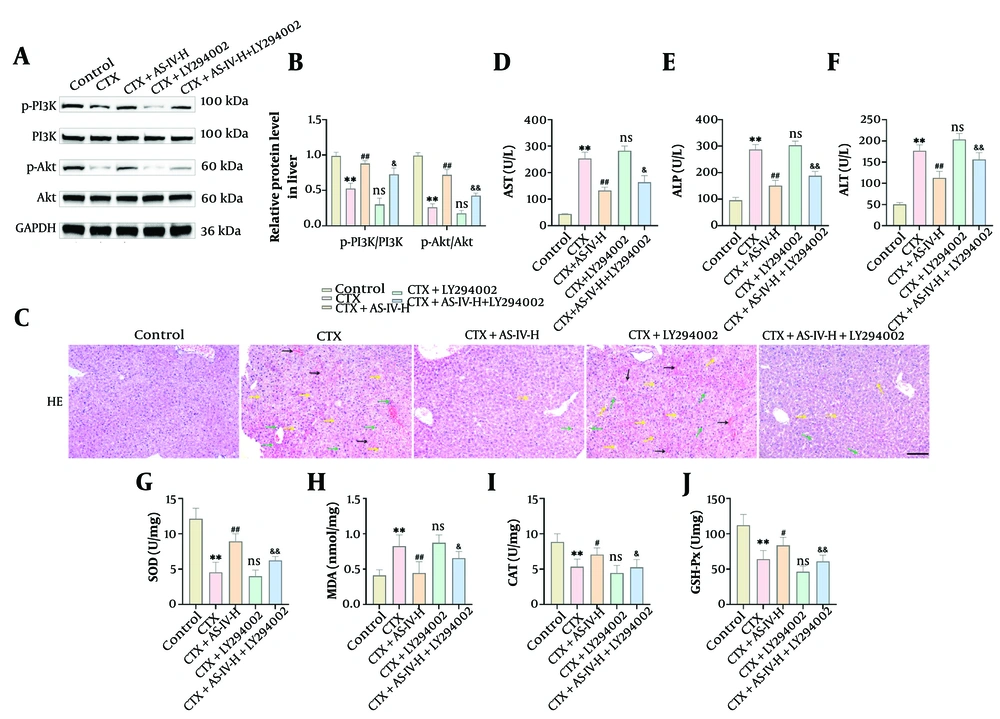 Astragaloside IV (AS-IV) improved cyclophosphamide (CTX)-induced oxidative stress and liver injury by up-regulating the phosphoinositide 3-kinase (PI3K)/protein kinase B (Akt) pathway: A and B, PI3K/Akt protein expressions in liver tissue were detected by WB. Data demonstrate that LY294002 can significantly reduce the levels of p-PI3K and p-Akt protein; C, the histological changes in mouse livers were observed by HE staining. After LY294002 intervention, liver tissue lesions were aggravated, inflammatory infiltration was raised, and cell arrangement was loose (× 20, 100 μm, black →: Congestion; green →: Inflammatory cell infiltration; yellow →: Cell vacuolization, edema); D - J, the liver injury indices and oxidative indices were measured using kits. Compared with the CTX+AS-IV-H group, LY294002 markedly raised aspartate aminotransferase (AST), alanine aminotransferase (ALT), alkaline phosphatase (ALP), and malondialdehyde (MDA) levels, and significantly decreased superoxide dismutase (SOD), catalase (CAT), and glutathione peroxidase (GSH-Px) levels (n = 6, ** P < 0.01 vs. control group; ns P > 0.05, # P < 0.05, ## P < 0.01 vs. CTX group; & P < 0.05, && P < 0.01 vs. CTX+AS-IV-H group). Astragaloside IV (AS-IV) improved cyclophosphamide (CTX)-induced oxidative stress and liver injury by up-regulating the phosphoinositide 3-kinase (PI3K)/protein kinase B (Akt) pathway: A and B, PI3K/Akt protein expressions in liver tissue were detected by WB. Data demonstrate that LY294002 can significantly reduce the levels of p-PI3K and p-Akt protein; C, the histological changes in mouse livers were observed by HE staining. After LY294002 intervention, liver tissue lesions were aggravated, inflammatory infiltration was raised, and cell arrangement was loose (× 20, 100 μm, black →: Congestion; green →: Inflammatory cell infiltration; yellow →: Cell vacuolization, edema); D - J, the liver injury indices and oxidative indices were measured using kits. Compared with the CTX+AS-IV-H group, LY294002 markedly raised aspartate aminotransferase (AST), alanine aminotransferase (ALT), alkaline phosphatase (ALP), and malondialdehyde (MDA) levels, and significantly decreased superoxide dismutase (SOD), catalase (CAT), and glutathione peroxidase (GSH-Px) levels (n = 6, ** P < 0.01 vs. control group; ns P > 0.05, # P < 0.05, ## P < 0.01 vs. CTX group; & P < 0.05, && P < 0.01 vs. CTX+AS-IV-H group).
