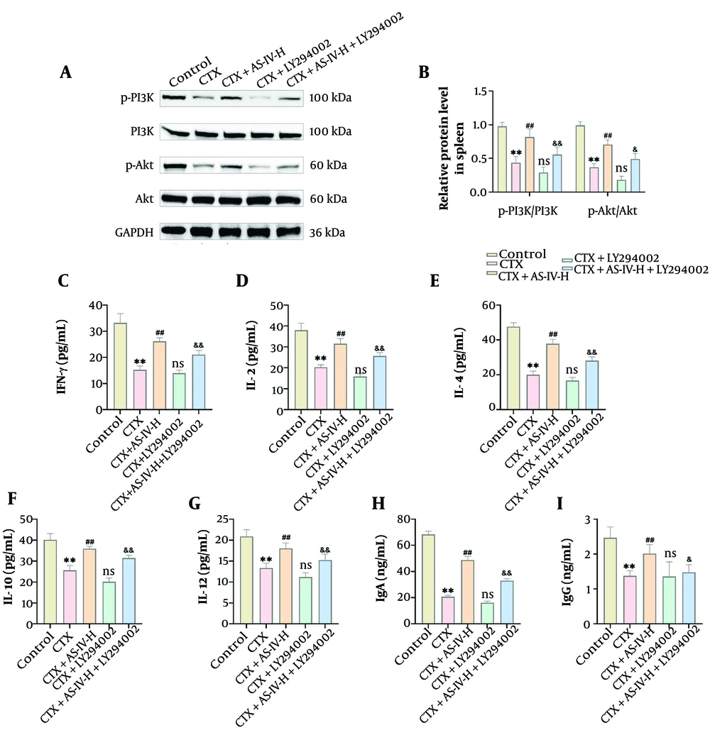 Astragaloside IV (AS-IV) alleviated cyclophosphamide (CTX)-induced immunosuppression by up-regulating the phosphoinositide 3-kinase (PI3K)/protein kinase B (Akt) pathway in mice: A and B, PI3K/Akt protein expressions in spleen tissue were detected by Western blot (WB). Compared with the CTX+AS-IV-H group, p-PI3K and p-Akt expressions significantly declined following LY294002 intervention; C - I, an Enzyme-Linked Immunosorbent Assay (ELISA) kit was used to detect cytokines and immunoglobulins. Compared with the CTX+AS-IV-H group, IFN-γ, IL-2, IL-4, IL-10, IL-12, immunoglobulin G (IgG), and IgA levels significantly decreased after LY294002 intervention (n = 6, ** P < 0.01 vs. control group; ns P > 0.05, # P < 0.05, ## P < 0.01 vs. CTX group; & P < 0.05, && P < 0.01 vs. CTX+AS-IV-H group). Astragaloside IV (AS-IV) alleviated cyclophosphamide (CTX)-induced immunosuppression by up-regulating the phosphoinositide 3-kinase (PI3K)/protein kinase B (Akt) pathway in mice: A and B, PI3K/Akt protein expressions in spleen tissue were detected by Western blot (WB). Compared with the CTX+AS-IV-H group, p-PI3K and p-Akt expressions significantly declined following LY294002 intervention; C - I, an Enzyme-Linked Immunosorbent Assay (ELISA) kit was used to detect cytokines and immunoglobulins. Compared with the CTX+AS-IV-H group, IFN-γ, IL-2, IL-4, IL-10, IL-12, immunoglobulin G (IgG), and IgA levels significantly decreased after LY294002 intervention (n = 6, ** P < 0.01 vs. control group; ns P > 0.05, # P < 0.05, ## P < 0.01 vs. CTX group; & P < 0.05, && P < 0.01 vs. CTX+AS-IV-H group).