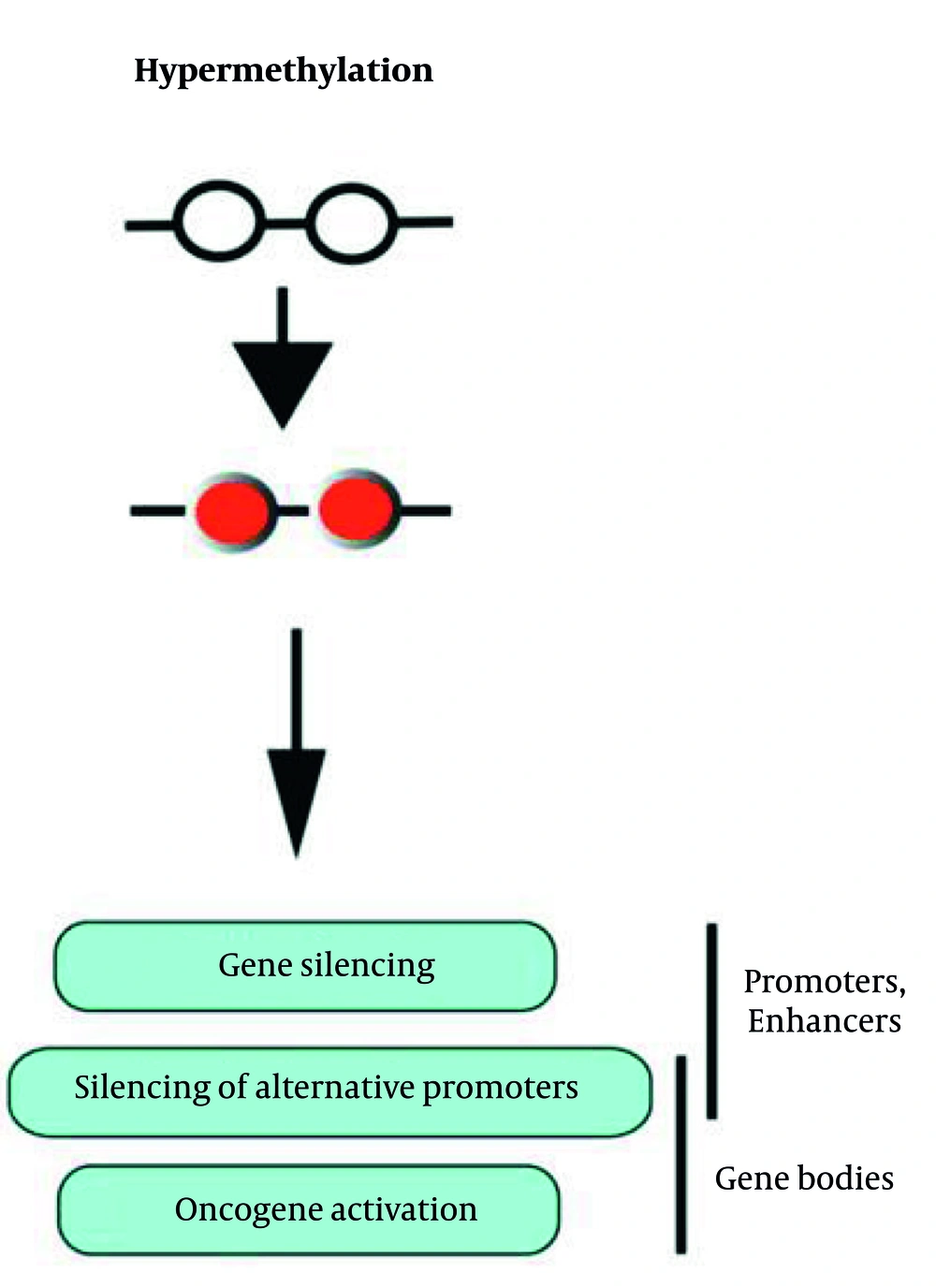 Hypermethylation and its effects on promoters and gene bodies (<a href="#A164618REF24">24</a>) Hypermethylation and its effects on promoters and gene bodies (<a href="#A164618REF24">24</a>)
