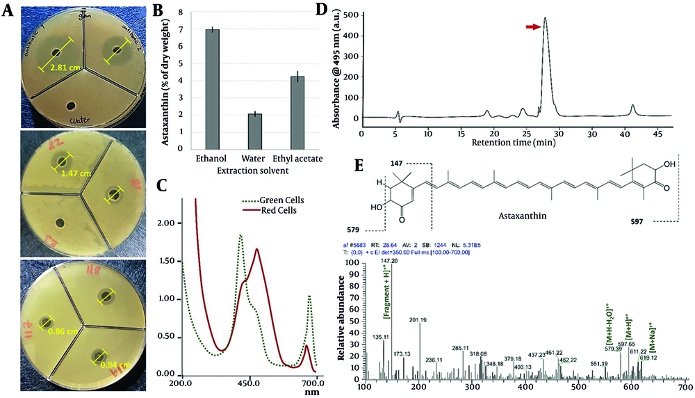 A, the inhibition zone results of ethanolic extracts of isolated <i>Haematococcus pluvialis</i> against ulcer-isolated <i>Staphylococcus aureus</i> (No. 21-22-23-117-118-119) compared to the antibiotics Ceftazidime (No. 1) and Levofloxacin (No. 2) as a positive control against water as a negative control. B, Astaxanthin content in dry extracta ;C, based on UV-Vis absorption spectrum; D, the HPLC-MS analysis of ethanolic extract; and E, the identified compound mass spectrum of Astaxanthin. A, the inhibition zone results of ethanolic extracts of isolated <i>Haematococcus pluvialis</i> against ulcer-isolated <i>Staphylococcus aureus</i> (No. 21-22-23-117-118-119) compared to the antibiotics Ceftazidime (No. 1) and Levofloxacin (No. 2) as a positive control against water as a negative control. B, Astaxanthin content in dry extracta ;C, based on UV-Vis absorption spectrum; D, the HPLC-MS analysis of ethanolic extract; and E, the identified compound mass spectrum of Astaxanthin.