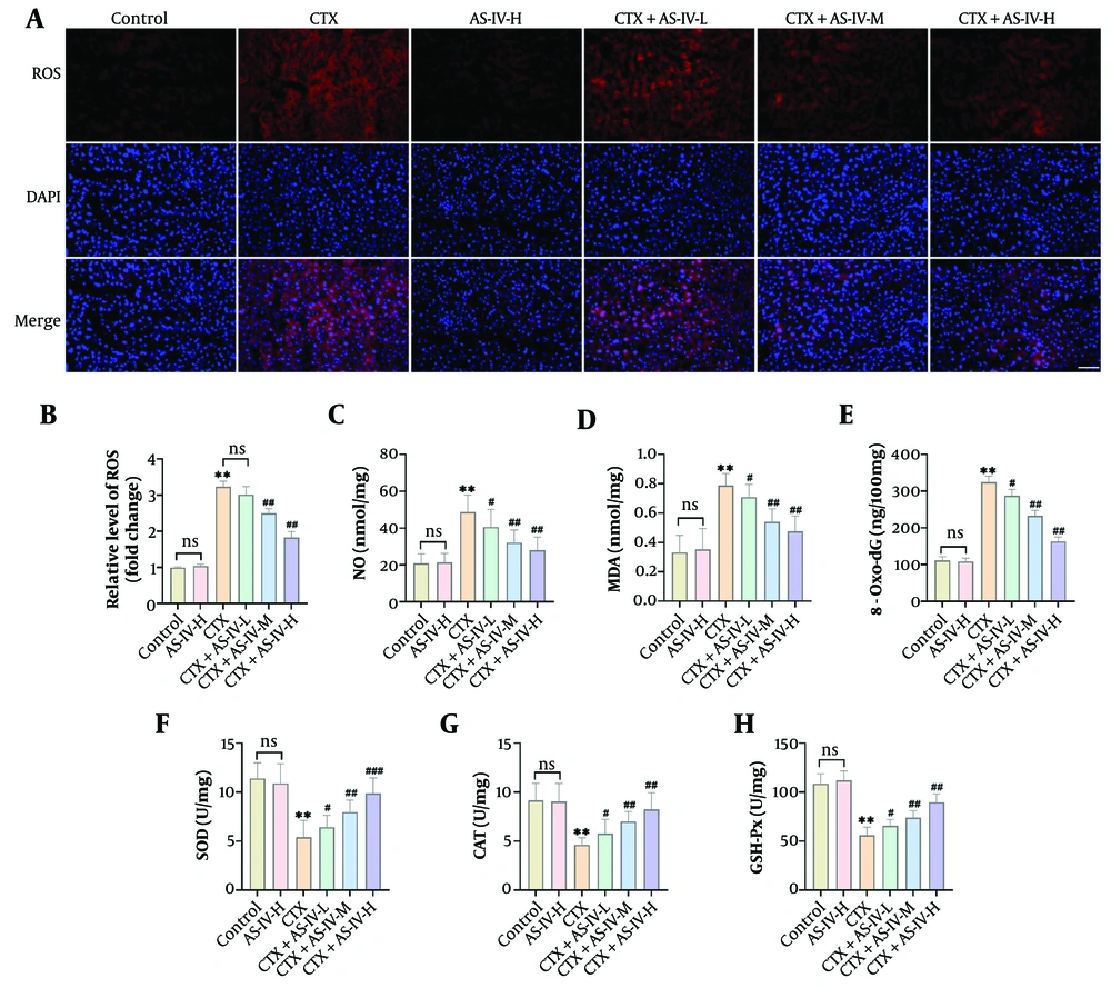 Astragaloside IV (AS-IV) attenuated cyclophosphamide (CTX)-induced liver oxidative stress: A and B, DHE fluorescent probe detected liver reactive oxygen species (ROS) levels, which increased significantly after CTX induction and decreased significantly after AS-IV treatment (× 40, 50 μm); C - H, the levels of oxidative damage indices in mouse liver tissue were measured using kits. It was observed that after CTX induction, the levels of malondialdehyde (MDA), nitric oxide (NO), and 8-hydroxy-2'-deoxyguanosine (8-Oxo-dG) increased significantly, while superoxide dismutase (SOD), catalase (CAT), and glutathione peroxidase (GSH-Px) levels decreased significantly. Following AS-IV treatment, Oxidative Damage Index levels were significantly reduced (n = 6, ns P > 0.05; ** P < 0.01 vs. control group; # P < 0.05, ## P < 0.01 vs. CTX group). Astragaloside IV (AS-IV) attenuated cyclophosphamide (CTX)-induced liver oxidative stress: A and B, DHE fluorescent probe detected liver reactive oxygen species (ROS) levels, which increased significantly after CTX induction and decreased significantly after AS-IV treatment (× 40, 50 μm); C - H, the levels of oxidative damage indices in mouse liver tissue were measured using kits. It was observed that after CTX induction, the levels of malondialdehyde (MDA), nitric oxide (NO), and 8-hydroxy-2'-deoxyguanosine (8-Oxo-dG) increased significantly, while superoxide dismutase (SOD), catalase (CAT), and glutathione peroxidase (GSH-Px) levels decreased significantly. Following AS-IV treatment, Oxidative Damage Index levels were significantly reduced (n = 6, ns P > 0.05; ** P < 0.01 vs. control group; # P < 0.05, ## P < 0.01 vs. CTX group).
