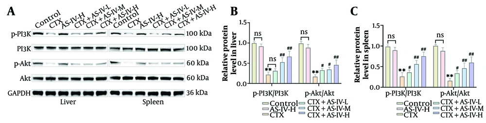 Astragaloside IV (AS-IV) activated phosphoinositide 3-kinase (PI3K)/protein kinase B (Akt) axis in mice: A - C, PI3K/Akt protein expressions in liver and spleen tissues were detected by WB. The p-PI3K and p-Akt levels were markedly decreased after cyclophosphamide (CTX) induction and significantly increased after AS-IV treatment (n = 6, ns P > 0.05; ** P < 0.01 vs. control group; # P < 0.05, ## P < 0.01 vs. CTX group). Astragaloside IV (AS-IV) activated phosphoinositide 3-kinase (PI3K)/protein kinase B (Akt) axis in mice: A - C, PI3K/Akt protein expressions in liver and spleen tissues were detected by WB. The p-PI3K and p-Akt levels were markedly decreased after cyclophosphamide (CTX) induction and significantly increased after AS-IV treatment (n = 6, ns P > 0.05; ** P < 0.01 vs. control group; # P < 0.05, ## P < 0.01 vs. CTX group).