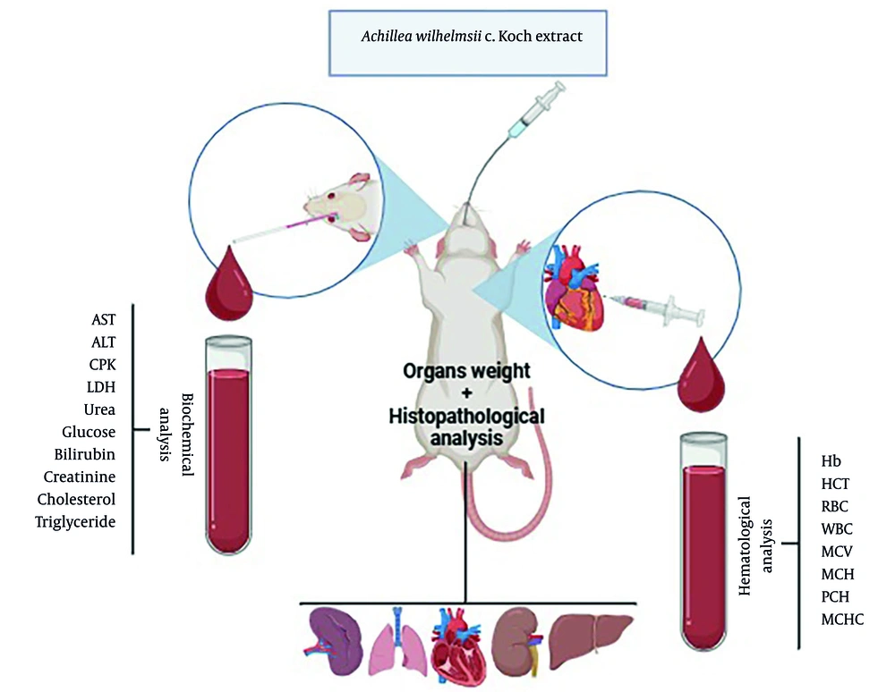 Simplified schematic representation of the sub-chronic toxicity assessment applied for <i>Achillea wilhelmsii</i> extract (the image was created at <a href="https://BioRender.com">BioRender</a>). Simplified schematic representation of the sub-chronic toxicity assessment applied for <i>Achillea wilhelmsii</i> extract (the image was created at <a href="https://BioRender.com">BioRender</a>).