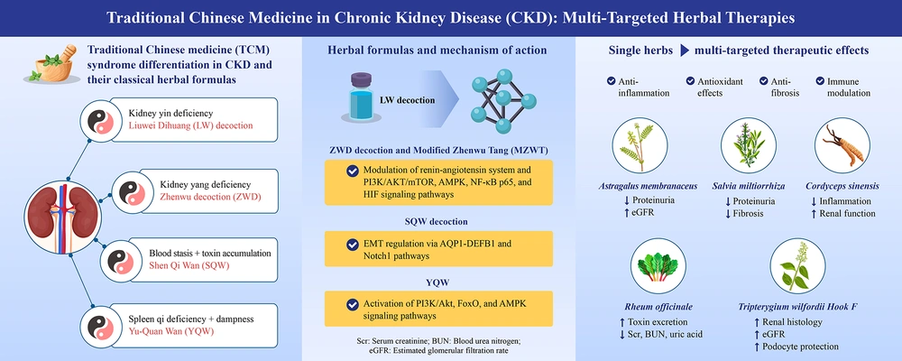 Summary of Chinese herbal medicine-based therapeutic strategies and mechanisms for chronic kidney disease. This graphical summary illustrates the CHM theoretical basis and syndrome differentiation in CKD management, categorizing major patterns such as kidney yin deficiency, kidney-yang deficiency, spleen qi deficiency with dampness, and blood stasis with toxin accumulation. Representative classical formulas, including LW, ZWD, MZWT, SQW, and YQW, are aligned with their associated CHM patterns and biological mechanisms. Arrows from each formula indicate the key pathways affected, such as PI3K/AKT/mTOR, AMPK, FoxO, NF-κB, and TGF-β/Smad, leading to anti-inflammatory, antioxidant, antifibrotic, and immunomodulatory effects. On the right side, major single herbs including <i>Astragalus membranaceus</i>, <i>Salvia miltiorrhiza</i>, <i>Rheum officinale</i>, <i>Tripterygium wilfordii</i> Hook F, and <i>Cordyceps sinensis</i> are shown to exert multi-targeted actions, with visual endpoints including reduced proteinuria, attenuation of renal fibrosis, and stabilization of renal function, including eGFR. The schematic integrates the content summarized in <a href="#A165904TBL1">Tables 1 - 5</a>, providing a holistic view of CHM interventions and their molecular and clinical relevance in CKD and related nephropathies, such as DKD and IgAN (Abbreviations: AMPK, AMP-activated protein kinase; CKD, chronic kidney disease; DKD, diabetic kidney disease; eGFR, estimated glomerular filtration rate; FoxO, forkhead box O; IgAN, immunoglobulin A nephropathy; LW, Liuwei Dihuang decoction; MZWT, modified Zhenwu Tang; NF-κB, nuclear factor-kappa B; PI3K/AKT/mTOR, phosphoinositide 3-kinase/protein kinase B/mammalian target of rapamycin; SQW, Shen-Qi-Wan; CHM, Chinese herbal medicine; TGF-β/Smad, transforming growth factor-beta/SMAD signaling pathway; YQW, Yu-Quan Wan; ZWD, Zhenwu decoction). Summary of Chinese herbal medicine-based therapeutic strategies and mechanisms for chronic kidney disease. This graphical summary illustrates the CHM theoretical basis and syndrome differentiation in CKD management, categorizing major patterns such as kidney yin deficiency, kidney-yang deficiency, spleen qi deficiency with dampness, and blood stasis with toxin accumulation. Representative classical formulas, including LW, ZWD, MZWT, SQW, and YQW, are aligned with their associated CHM patterns and biological mechanisms. Arrows from each formula indicate the key pathways affected, such as PI3K/AKT/mTOR, AMPK, FoxO, NF-κB, and TGF-β/Smad, leading to anti-inflammatory, antioxidant, antifibrotic, and immunomodulatory effects. On the right side, major single herbs including <i>Astragalus membranaceus</i>, <i>Salvia miltiorrhiza</i>, <i>Rheum officinale</i>, <i>Tripterygium wilfordii</i> Hook F, and <i>Cordyceps sinensis</i> are shown to exert multi-targeted actions, with visual endpoints including reduced proteinuria, attenuation of renal fibrosis, and stabilization of renal function, including eGFR. The schematic integrates the content summarized in <a href="#A165904TBL1">Tables 1 - 5</a>, providing a holistic view of CHM interventions and their molecular and clinical relevance in CKD and related nephropathies, such as DKD and IgAN (Abbreviations: AMPK, AMP-activated protein kinase; CKD, chronic kidney disease; DKD, diabetic kidney disease; eGFR, estimated glomerular filtration rate; FoxO, forkhead box O; IgAN, immunoglobulin A nephropathy; LW, Liuwei Dihuang decoction; MZWT, modified Zhenwu Tang; NF-κB, nuclear factor-kappa B; PI3K/AKT/mTOR, phosphoinositide 3-kinase/protein kinase B/mammalian target of rapamycin; SQW, Shen-Qi-Wan; CHM, Chinese herbal medicine; TGF-β/Smad, transforming growth factor-beta/SMAD signaling pathway; YQW, Yu-Quan Wan; ZWD, Zhenwu decoction).