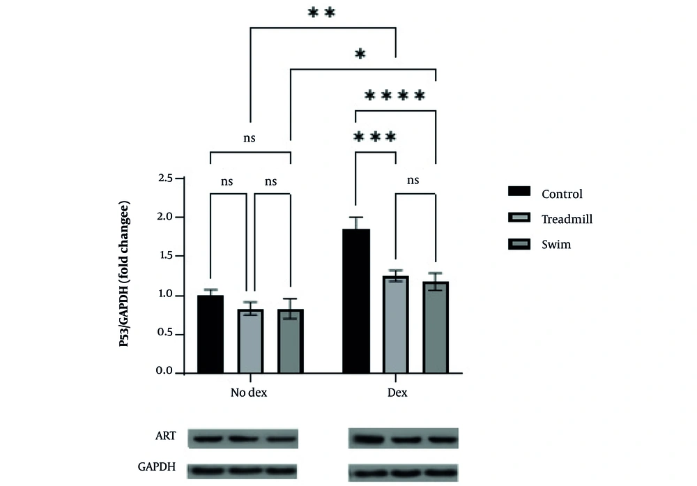 Effect of two aerobic exercise modalities (swimming and treadmill) on p53 gene expression in cardiac tissue of healthy mice treated with doxorubicin (DOX). Fold change of p53 expression relative to GAPDH is shown for control, treadmill, and swimming groups under no-doxorubicin (No Dex) and Dex conditions. Doxorubicin administration significantly increased p53 expression in the control group (* P < 0.05, ** P < 0.01, *** P < 0.001, **** P < 0.0001). Both aerobic exercise interventions significantly attenuated p53 expression compared to the control+DOX group, with no significant (ns) difference between the two exercise modalities. Representative western blot images of p53 and GAPDH proteins are shown below the graph. Data are presented as mean ± SEM. Effect of two aerobic exercise modalities (swimming and treadmill) on p53 gene expression in cardiac tissue of healthy mice treated with doxorubicin (DOX). Fold change of p53 expression relative to GAPDH is shown for control, treadmill, and swimming groups under no-doxorubicin (No Dex) and Dex conditions. Doxorubicin administration significantly increased p53 expression in the control group (* P < 0.05, ** P < 0.01, *** P < 0.001, **** P < 0.0001). Both aerobic exercise interventions significantly attenuated p53 expression compared to the control+DOX group, with no significant (ns) difference between the two exercise modalities. Representative western blot images of p53 and GAPDH proteins are shown below the graph. Data are presented as mean ± SEM.