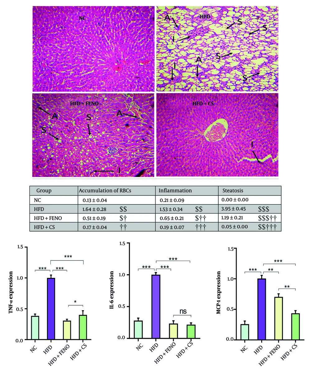 <i>Capparis spinosa</i> extract reduces high-fat diet (HFD)-induced hepatic steatosis and inflammation in the non-alcoholic steatohepatitis (NASH) model (n = 7 - 8). Upper panel: Histopathological observations of liver sections stained with hematoxylin and eosin (H&E, magnification: 100X; abbreviations: A, accumulation of RBCs; I, inflammation; S, steatosis); middle panel: Mean ± standard deviation (SD) of quantitative histopathological assessment for steatosis, accumulation of RBCs, and inflammation after H&E staining; lower panel: The expression levels of inflammation-related genes in rats fed a HFD (CS: <i>Capparis spinosa</i>; abbreviations: TNF-α, tumor necrosis factor-alpha; IL-6, interleukin 6; MCP-1, monocyte chemoattractant protein 1; NC, normal control; FENO, fenofibrate; ns, non-significant; ** P < 0.01 and *** P < 0.001; $ P < 0.05, $$ P < 0.01, and $$$ P < 0.001 vs. NC; † P < 0.05, †† P < 0.01, and ††† P < 0.001 vs. HFD). <i>Capparis spinosa</i> extract reduces high-fat diet (HFD)-induced hepatic steatosis and inflammation in the non-alcoholic steatohepatitis (NASH) model (n = 7 - 8). Upper panel: Histopathological observations of liver sections stained with hematoxylin and eosin (H&E, magnification: 100X; abbreviations: A, accumulation of RBCs; I, inflammation; S, steatosis); middle panel: Mean ± standard deviation (SD) of quantitative histopathological assessment for steatosis, accumulation of RBCs, and inflammation after H&E staining; lower panel: The expression levels of inflammation-related genes in rats fed a HFD (CS: <i>Capparis spinosa</i>; abbreviations: TNF-α, tumor necrosis factor-alpha; IL-6, interleukin 6; MCP-1, monocyte chemoattractant protein 1; NC, normal control; FENO, fenofibrate; ns, non-significant; ** P < 0.01 and *** P < 0.001; $ P < 0.05, $$ P < 0.01, and $$$ P < 0.001 vs. NC; † P < 0.05, †† P < 0.01, and ††† P < 0.001 vs. HFD).