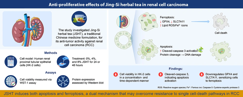 Graphical summary illustrating the anti-proliferative effects of Jing-Si Herbal Tea (JSHT) in renal cell carcinoma (RCC); human renal proximal tubular epithelial (HK-2) cells were treated with 0%, 4%, and 8% JSHT for 24 or 48 hours. Cell viability was assessed using the WST-1 assay, and protein expression was evaluated via Western blot. The JSHT treatment reduced cell viability in a time- and dose-dependent manner, induced apoptosis as evidenced by cleaved caspase-3 activation and DNA damage, and promoted ferroptosis through downregulation of glutathione peroxidase 4 (GPX4) and solute carrier family 7 member 11 (SLC7A11), accompanied by increased lipid reactive oxygen species (ROS) and Fe<sup>2+</sup> accumulation. This dual induction of apoptosis and ferroptosis suggests that JSHT may overcome resistance associated with single-cell death pathways in RCC. Graphical summary illustrating the anti-proliferative effects of Jing-Si Herbal Tea (JSHT) in renal cell carcinoma (RCC); human renal proximal tubular epithelial (HK-2) cells were treated with 0%, 4%, and 8% JSHT for 24 or 48 hours. Cell viability was assessed using the WST-1 assay, and protein expression was evaluated via Western blot. The JSHT treatment reduced cell viability in a time- and dose-dependent manner, induced apoptosis as evidenced by cleaved caspase-3 activation and DNA damage, and promoted ferroptosis through downregulation of glutathione peroxidase 4 (GPX4) and solute carrier family 7 member 11 (SLC7A11), accompanied by increased lipid reactive oxygen species (ROS) and Fe<sup>2+</sup> accumulation. This dual induction of apoptosis and ferroptosis suggests that JSHT may overcome resistance associated with single-cell death pathways in RCC.
