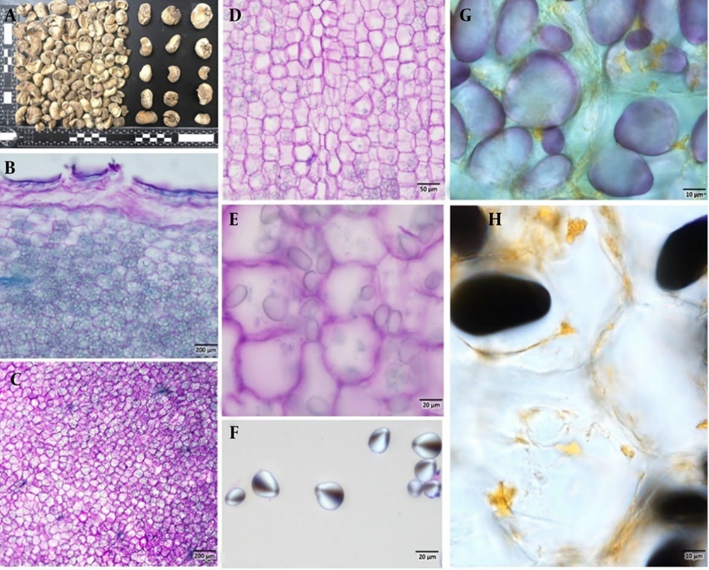 A, external morphology of <i>Fritillaria karelinii</i> bulbs; B and C, transverse section; D, longitudinal section of bulbs stained with toluidine blue O, highlighting the internal structure composed of parenchymatous cells densely packed with starch grains; E – H, close-up view of starch grains; G and H, histochemical staining to identify starch grains and alkaloids in the cells; dark blackish-blue staining indicates the presence of starch grains, while yellow-orange coloration confirms the presence of alkaloids (scale bar: B and C = 200 μm, D = 50 μm, E and F = 20 μm, G and H = 10 μm). A, external morphology of <i>Fritillaria karelinii</i> bulbs; B and C, transverse section; D, longitudinal section of bulbs stained with toluidine blue O, highlighting the internal structure composed of parenchymatous cells densely packed with starch grains; E – H, close-up view of starch grains; G and H, histochemical staining to identify starch grains and alkaloids in the cells; dark blackish-blue staining indicates the presence of starch grains, while yellow-orange coloration confirms the presence of alkaloids (scale bar: B and C = 200 μm, D = 50 μm, E and F = 20 μm, G and H = 10 μm).