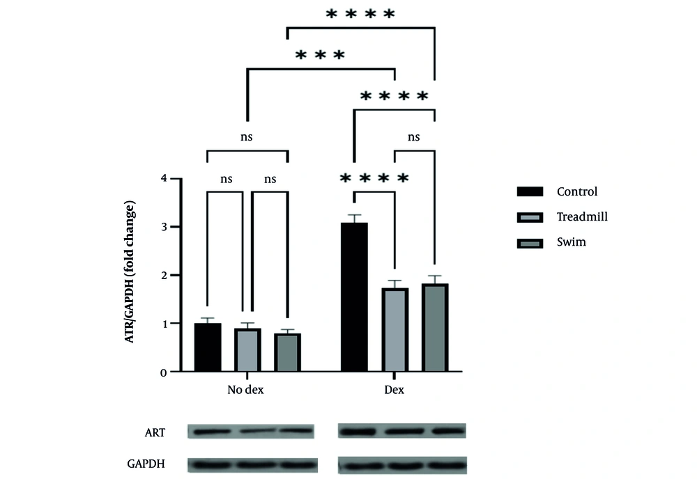 Effect of two aerobic exercise modalities (swimming and treadmill) on ATR gene expression in cardiac tissue of healthy mice treated with doxorubicin (DOX). Fold change of ATR expression relative to GAPDH is shown for control, treadmill, and swimming groups under no-doxorubicin (No Dex) and Dex conditions. Doxorubicin administration significantly increased ATR expression in the control group (**** P < 0.0001). Both aerobic exercise interventions significantly attenuated ATR expression compared to the control+DOX group (treadmill: *** P < 0.001; swimming: **** P < 0.0001), with no significant (ns) difference observed between the two exercise types. Representative western blot images of ATR and GAPDH proteins are shown below the graph. Data are presented as mean ± SEM. Effect of two aerobic exercise modalities (swimming and treadmill) on ATR gene expression in cardiac tissue of healthy mice treated with doxorubicin (DOX). Fold change of ATR expression relative to GAPDH is shown for control, treadmill, and swimming groups under no-doxorubicin (No Dex) and Dex conditions. Doxorubicin administration significantly increased ATR expression in the control group (**** P < 0.0001). Both aerobic exercise interventions significantly attenuated ATR expression compared to the control+DOX group (treadmill: *** P < 0.001; swimming: **** P < 0.0001), with no significant (ns) difference observed between the two exercise types. Representative western blot images of ATR and GAPDH proteins are shown below the graph. Data are presented as mean ± SEM.