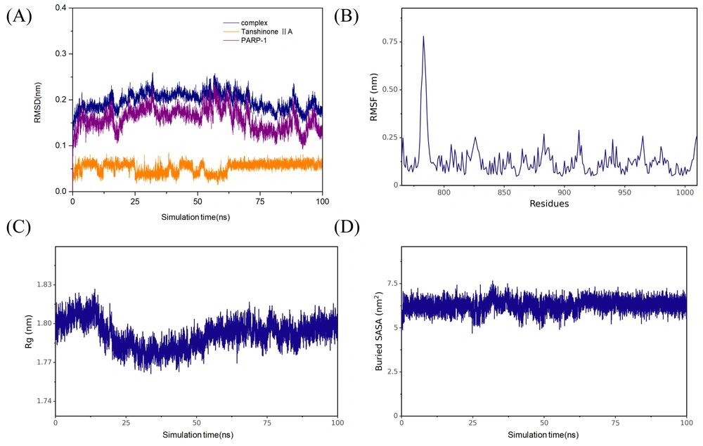 Molecular dynamics (MD) simulation results of tanshinone IIA and poly (ADP-ribose) polymerase-1 (PARP-1): A, root mean square deviation (RMSD) of the protein backbone, B, root mean square fluctuation (RMSF) of amino acid residues in the protein; C, radius of gyration of the protein backbone; and D, solvent-accessible surface area of the protein. Molecular dynamics (MD) simulation results of tanshinone IIA and poly (ADP-ribose) polymerase-1 (PARP-1): A, root mean square deviation (RMSD) of the protein backbone, B, root mean square fluctuation (RMSF) of amino acid residues in the protein; C, radius of gyration of the protein backbone; and D, solvent-accessible surface area of the protein.