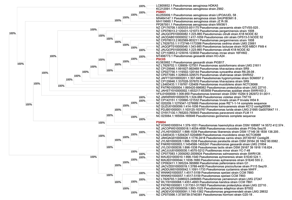 Phylogenetic tree based on 16S rRNA gene sequences showing the evolutionary relationships of bacterial isolates PSM01, PSM04, and PSC05 with reference <i>Pseudomonas</i> species: The tree was constructed using the maximum likelihood method; isolate PSM01 clustered with <i>Pseudomonas aeruginosa</i> strain LIPOA/UEL 58 (KU255009.1); PSC05 grouped closely with <i>P.</i><i>gessardii</i> strain PIGB17 (KU363992.1), and PSM04 was related to <i>P.</i><i>gorinensis</i> strain DSM 108987 (NZ_VOIW01000014.1:379-1021); sequences were obtained from the NCBI database. (Isolates PS03 and PS04 are highlighted in red. The scale bar represents the number of nucleotide substitutions per site.) Phylogenetic tree based on 16S rRNA gene sequences showing the evolutionary relationships of bacterial isolates PSM01, PSM04, and PSC05 with reference <i>Pseudomonas</i> species: The tree was constructed using the maximum likelihood method; isolate PSM01 clustered with <i>Pseudomonas aeruginosa</i> strain LIPOA/UEL 58 (KU255009.1); PSC05 grouped closely with <i>P.</i><i>gessardii</i> strain PIGB17 (KU363992.1), and PSM04 was related to <i>P.</i><i>gorinensis</i> strain DSM 108987 (NZ_VOIW01000014.1:379-1021); sequences were obtained from the NCBI database. (Isolates PS03 and PS04 are highlighted in red. The scale bar represents the number of nucleotide substitutions per site.)