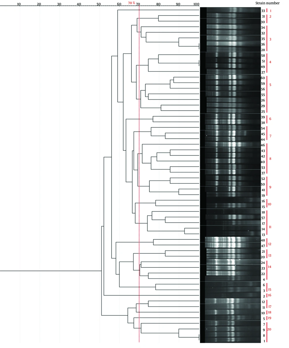 Dendrogram illustrating the genetic relatedness of <i>Shigella</i> isolates based on ERIC-PCR fingerprinting. Clustering was performed at a 70% similarity threshold. The Simpson’s diversity Index (0.949) indicates the discriminatory power of this method. Dendrogram illustrating the genetic relatedness of <i>Shigella</i> isolates based on ERIC-PCR fingerprinting. Clustering was performed at a 70% similarity threshold. The Simpson’s diversity Index (0.949) indicates the discriminatory power of this method.