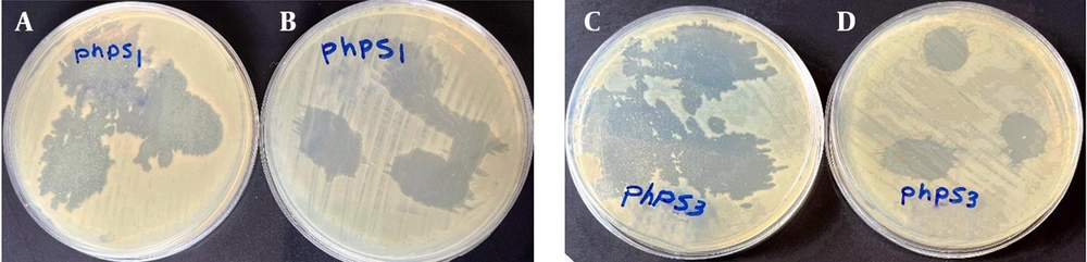 Lytic activity range of bacteriophages: Phps1 against <i>Pseudomonas</i> strains A, PSM01; and B, PTCC 1430; Phps3 against <i>Pseudomonas</i> strains; C, PSM01 and D, PTCC 1430 Lytic activity range of bacteriophages: Phps1 against <i>Pseudomonas</i> strains A, PSM01; and B, PTCC 1430; Phps3 against <i>Pseudomonas</i> strains; C, PSM01 and D, PTCC 1430