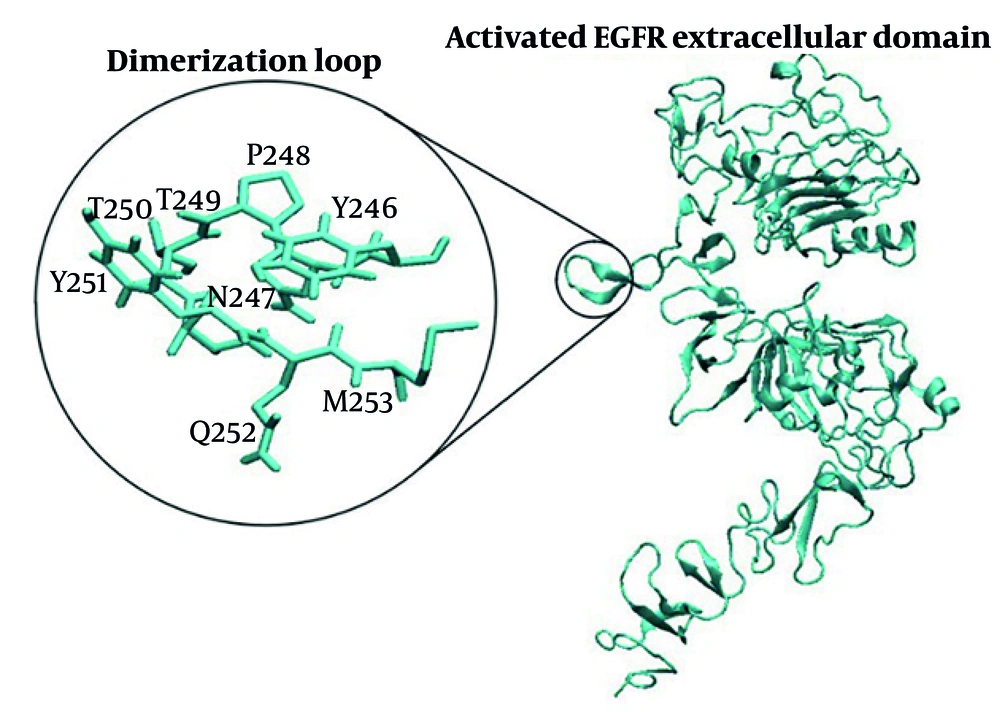 The β-hairpin of the EGFR dimerization arm (residues 246 - 253) extends from domain II and forms the “hand” that interacts with the other receptor’s domain II. The β-hairpin of the EGFR dimerization arm (residues 246 - 253) extends from domain II and forms the “hand” that interacts with the other receptor’s domain II.