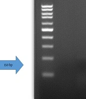 Arch Clin Infect Dis