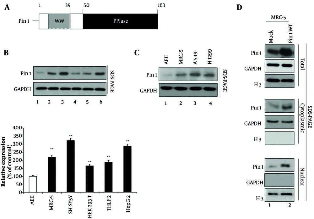 Structural and expression analysis of Pin1 in pulmonary fibrosis (PF) cells. A, schematic representation of the Pin1 protein, showing its WW domain at the N-terminal and peptidyl-prolyl cis/trans isomerase (PPIase) domain at the C-terminal end. This structural organization is essential for Pin1's function in the post-translational modification of proteins. B, comparative analysis of endogenous Pin1 expression in various cell lines. Western blotting was performed using a Pin1 antibody on AEII cells, MRC-5 cells, SH-SY5Y cells, HEK 293T cells, THLE2 cells, and HepG2 cells (lanes 1 - 6). GAPDH served as the loading control. Densitometric quantification from three independent experiments is presented in the lower panel as a column chart, showing relative expression values (100, 218, 321, 165, 187, and 287) with mean ± standard deviation (SD). All increases were statistically significant (P < 0.01) compared to the control. C, comparative Pin1 expression in human lung fibroblast cells versus cancer cells. Western blotting was performed using a Pin1 antibody on AEII cells, A549, and H1299 cancer cell lines (lanes 1 - 3). D, subcellular localization of Pin1 in MRC-5 cells. Cytoplasmic and nuclear fractions of mock or wild-type Pin1 (Pin1 WT) transfected MRC-5 cells were prepared. Total (panels 1 - 3), cytoplasmic (lanes 4 - 6), and nuclear (lanes 7 - 9) fractions were visualized using specific antibodies against Pin1. GAPDH was used as the cytoplasmic marker and H3 as the nuclear fraction marker. (** P < 0.01) Structural and expression analysis of Pin1 in pulmonary fibrosis (PF) cells. A, schematic representation of the Pin1 protein, showing its WW domain at the N-terminal and peptidyl-prolyl cis/trans isomerase (PPIase) domain at the C-terminal end. This structural organization is essential for Pin1's function in the post-translational modification of proteins. B, comparative analysis of endogenous Pin1 expression in various cell lines. Western blotting was performed using a Pin1 antibody on AEII cells, MRC-5 cells, SH-SY5Y cells, HEK 293T cells, THLE2 cells, and HepG2 cells (lanes 1 - 6). GAPDH served as the loading control. Densitometric quantification from three independent experiments is presented in the lower panel as a column chart, showing relative expression values (100, 218, 321, 165, 187, and 287) with mean ± standard deviation (SD). All increases were statistically significant (P < 0.01) compared to the control. C, comparative Pin1 expression in human lung fibroblast cells versus cancer cells. Western blotting was performed using a Pin1 antibody on AEII cells, A549, and H1299 cancer cell lines (lanes 1 - 3). D, subcellular localization of Pin1 in MRC-5 cells. Cytoplasmic and nuclear fractions of mock or wild-type Pin1 (Pin1 WT) transfected MRC-5 cells were prepared. Total (panels 1 - 3), cytoplasmic (lanes 4 - 6), and nuclear (lanes 7 - 9) fractions were visualized using specific antibodies against Pin1. GAPDH was used as the cytoplasmic marker and H3 as the nuclear fraction marker. (** P < 0.01)
