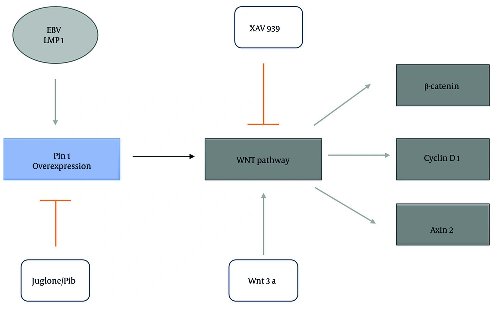 Schematic representation of Pin1 modulation in the Wnt/β-catenin pathway and its regulation by Epstein-Barr virus (EBV)-latent membrane protein 1 (LMP1), inhibitors, and implications in pulmonary fibrosis (PF): A schematic diagram illustrating the regulatory effects of Pin1 on the Wnt/β-catenin signaling pathway. Arrowheads indicate activation or promotion of signaling, while bar-ended arrows represent inhibition. Pin1 overexpression (Pin1 box) activates the Wnt/β-catenin pathway, leading to increased levels of β-catenin and its downstream targets cyclin D1 and Axin2. The EBV-LMP1 (EBV LMP1 oval) enhances Pin1 expression, further promoting the pathway. Inhibition of the Wnt pathway is represented by XAV939 (bar-ended arrow), which suppresses β-catenin stabilization. Juglone and PiB (bar-ended arrows) inhibit Pin1 activity, reducing pathway activation. Schematic representation of Pin1 modulation in the Wnt/β-catenin pathway and its regulation by Epstein-Barr virus (EBV)-latent membrane protein 1 (LMP1), inhibitors, and implications in pulmonary fibrosis (PF): A schematic diagram illustrating the regulatory effects of Pin1 on the Wnt/β-catenin signaling pathway. Arrowheads indicate activation or promotion of signaling, while bar-ended arrows represent inhibition. Pin1 overexpression (Pin1 box) activates the Wnt/β-catenin pathway, leading to increased levels of β-catenin and its downstream targets cyclin D1 and Axin2. The EBV-LMP1 (EBV LMP1 oval) enhances Pin1 expression, further promoting the pathway. Inhibition of the Wnt pathway is represented by XAV939 (bar-ended arrow), which suppresses β-catenin stabilization. Juglone and PiB (bar-ended arrows) inhibit Pin1 activity, reducing pathway activation.