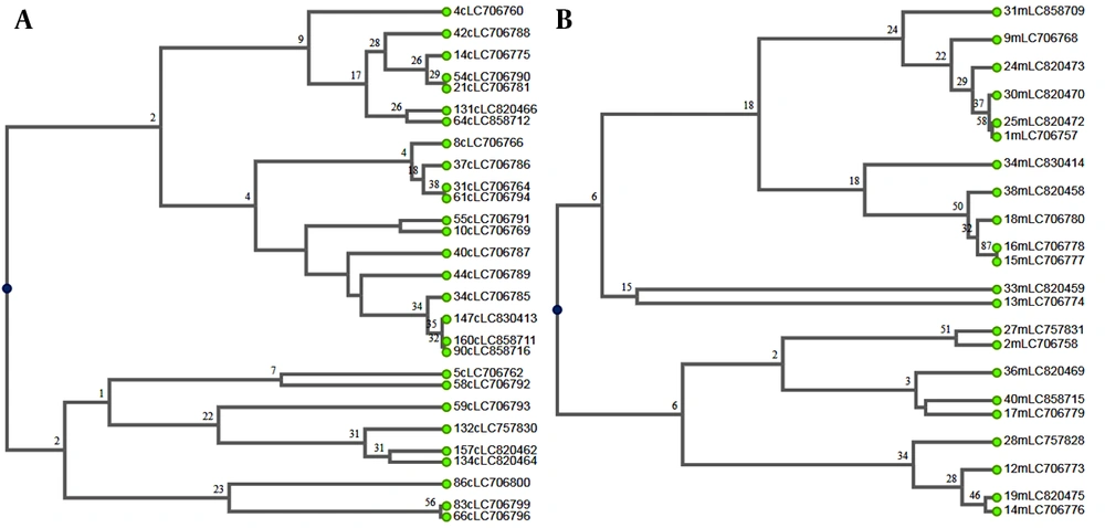 The UPGMA dendrogram demonstrates the genotyping of the 50 <i>Aspergillus flavus</i> isolates: A, 28 clinical isolates; and B, 22 environmental isolates. The UPGMA dendrogram demonstrates the genotyping of the 50 <i>Aspergillus flavus</i> isolates: A, 28 clinical isolates; and B, 22 environmental isolates.