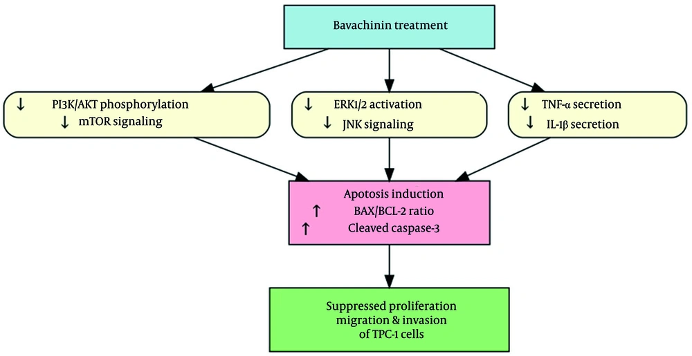 Mechanistic summary of bavachinin’s anti-cancer effects in TPC-1 cells; schematic illustration depicting the multi-targeted effects of bavachinin. Treatment with bavachinin suppresses the phosphoinositide-3-kinase (PI3K)/AKT/mechanistic target of rapamycin (mTOR) and mitogen-activated protein kinase (MAPK)/extracellular signal-regulated kinase (ERK) signaling pathways while concurrently reducing secretion of the pro-inflammatory cytokines tumor necrosis factor-alpha (TNF-α) and interleukin-1 beta (IL-1β). These combined effects converge to promote apoptosis, characterized by an increased B-cell lymphoma-2-associated X protein (BAX)/B-cell lymphoma-2 (BCL-2) ratio and enhanced caspase-3 cleavage, ultimately leading to inhibition of proliferation, migration, and survival of papillary thyroid carcinoma cells. Mechanistic summary of bavachinin’s anti-cancer effects in TPC-1 cells; schematic illustration depicting the multi-targeted effects of bavachinin. Treatment with bavachinin suppresses the phosphoinositide-3-kinase (PI3K)/AKT/mechanistic target of rapamycin (mTOR) and mitogen-activated protein kinase (MAPK)/extracellular signal-regulated kinase (ERK) signaling pathways while concurrently reducing secretion of the pro-inflammatory cytokines tumor necrosis factor-alpha (TNF-α) and interleukin-1 beta (IL-1β). These combined effects converge to promote apoptosis, characterized by an increased B-cell lymphoma-2-associated X protein (BAX)/B-cell lymphoma-2 (BCL-2) ratio and enhanced caspase-3 cleavage, ultimately leading to inhibition of proliferation, migration, and survival of papillary thyroid carcinoma cells.