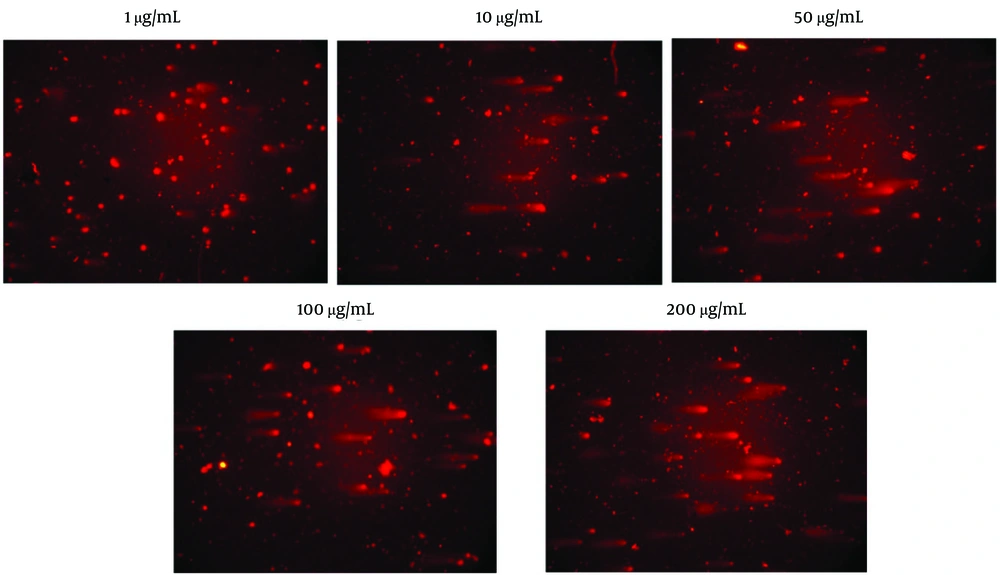 Representative comet assay micrographs of human umbilical vein endothelial cells (HUVECs) treated with <i>Dracocephalum lindbergii</i> essential oil for 24 hours. Cells exposed to 1 µg/mL show intact nuclei with minimal comet tail formation, indicating negligible DNA damage. Cells treated with 200 µg/mL exhibit pronounced comet tails with extensive DNA migration, reflecting significant genotoxicity. Representative comet assay micrographs of human umbilical vein endothelial cells (HUVECs) treated with <i>Dracocephalum lindbergii</i> essential oil for 24 hours. Cells exposed to 1 µg/mL show intact nuclei with minimal comet tail formation, indicating negligible DNA damage. Cells treated with 200 µg/mL exhibit pronounced comet tails with extensive DNA migration, reflecting significant genotoxicity.