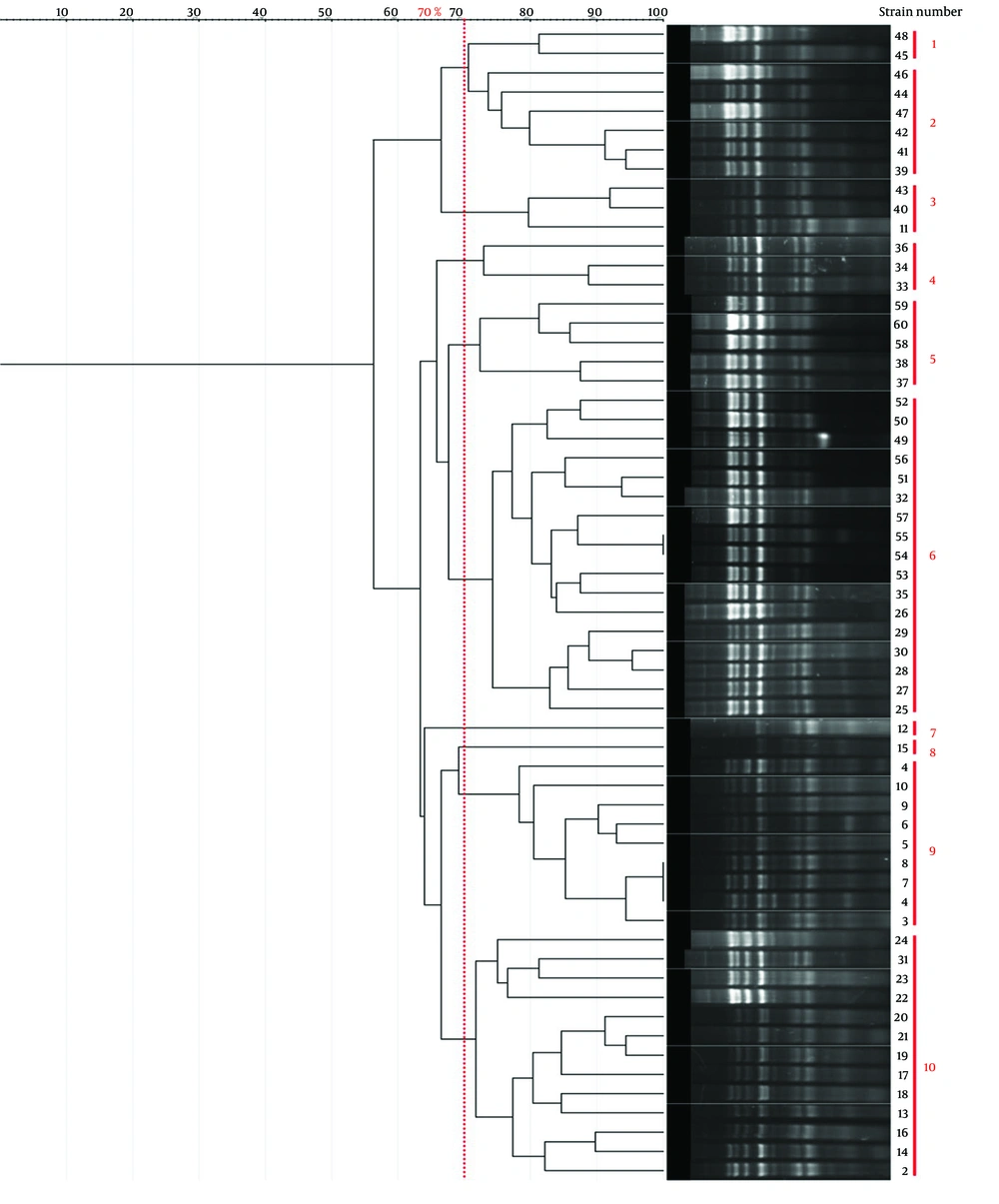 Dendrogram illustrating the genetic relatedness of <i>Shigella</i> isolates based on RAPD-PCR fingerprinting. Clustering was performed at a 70% similarity threshold. The Simpson’s diversity Index (0.84) indicates the discriminatory power of this method. Dendrogram illustrating the genetic relatedness of <i>Shigella</i> isolates based on RAPD-PCR fingerprinting. Clustering was performed at a 70% similarity threshold. The Simpson’s diversity Index (0.84) indicates the discriminatory power of this method.
