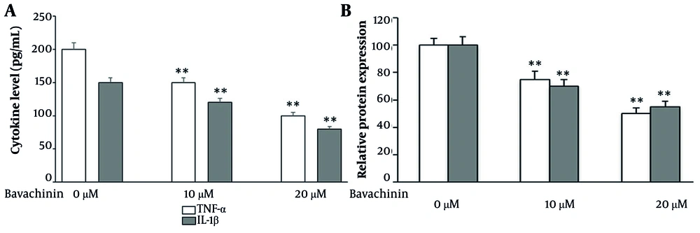 Bavachinin attenuates pro-inflammatory cytokines in TPC-1 cells. A, concentrations of tumor necrosis factor-alpha (TNF-α) and interleukin-1 beta (IL-1β) in culture supernatants of TPC-1 cells treated with vehicle (control) or bavachinin (10 and 20 μM) for 24 hours, measured by enzyme-linked immunosorbent assay [ELISA, mean ± standard deviation (SD), n = 3 independent experiments\. B, cytokine levels expressed as a percentage of control, summarizing dose-dependent suppression of TNF-α and IL-1β after bavachinin treatment (mean ± SD, n = 3; ** P < 0.01 versus control). Bavachinin attenuates pro-inflammatory cytokines in TPC-1 cells. A, concentrations of tumor necrosis factor-alpha (TNF-α) and interleukin-1 beta (IL-1β) in culture supernatants of TPC-1 cells treated with vehicle (control) or bavachinin (10 and 20 μM) for 24 hours, measured by enzyme-linked immunosorbent assay [ELISA, mean ± standard deviation (SD), n = 3 independent experiments\. B, cytokine levels expressed as a percentage of control, summarizing dose-dependent suppression of TNF-α and IL-1β after bavachinin treatment (mean ± SD, n = 3; ** P < 0.01 versus control).