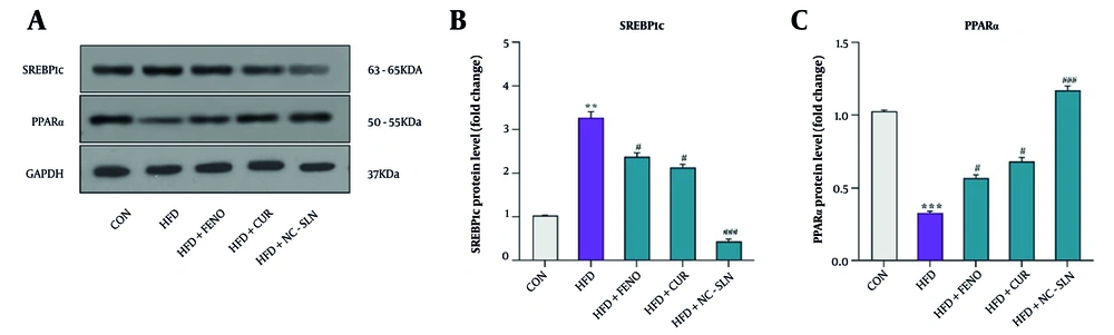 A, representative Western blot images showing the protein expression of sterol regulatory element-binding protein-1c (SREBP-1c) and peroxisome proliferator-activated receptor-α (PPARα) in liver tissues of control, HFD, and treatment groups. Glyceraldehyde 3-phosphate dehydrogenase (GAPDH) was used as the loading control. B, quantitative analysis of SREBP-1c protein expression. Western blot results demonstrated that the HFD group exhibited a significant increase in SREBP-1c levels compared with the control group. Treatment with fenofibrate, curcumin, and particularly nanocurcumin significantly reduced SREBP-1c expression, indicating suppression of hepatic lipogenesis. C, quantitative analysis of PPARα protein expression. The HFD group showed a marked reduction in PPARα levels compared to the control group. Administration of fenofibrate, curcumin, and especially nanocurcumin significantly increased PPARα expression, suggesting an improvement in hepatic lipid oxidation. Glyceraldehyde 3-phosphate dehydrogenase (GAPDH) was used as the internal loading control. Full-length, uncropped blots for SREBP-1c, PPARα, and GAPDH are provided in the Supplementary Files (S1–S3). Expression fold changes were calculated using the 2-ΔΔCT method. Significant differences vs. control: ** P < 0.01, *** P < 0.001; vs. HFD group: # P < 0.05, ### P < 0.001. A, representative Western blot images showing the protein expression of sterol regulatory element-binding protein-1c (SREBP-1c) and peroxisome proliferator-activated receptor-α (PPARα) in liver tissues of control, HFD, and treatment groups. Glyceraldehyde 3-phosphate dehydrogenase (GAPDH) was used as the loading control. B, quantitative analysis of SREBP-1c protein expression. Western blot results demonstrated that the HFD group exhibited a significant increase in SREBP-1c levels compared with the control group. Treatment with fenofibrate, curcumin, and particularly nanocurcumin significantly reduced SREBP-1c expression, indicating suppression of hepatic lipogenesis. C, quantitative analysis of PPARα protein expression. The HFD group showed a marked reduction in PPARα levels compared to the control group. Administration of fenofibrate, curcumin, and especially nanocurcumin significantly increased PPARα expression, suggesting an improvement in hepatic lipid oxidation. Glyceraldehyde 3-phosphate dehydrogenase (GAPDH) was used as the internal loading control. Full-length, uncropped blots for SREBP-1c, PPARα, and GAPDH are provided in the Supplementary Files (S1–S3). Expression fold changes were calculated using the 2-ΔΔCT method. Significant differences vs. control: ** P < 0.01, *** P < 0.001; vs. HFD group: # P < 0.05, ### P < 0.001.