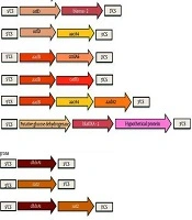 Arch Clin Infect Dis