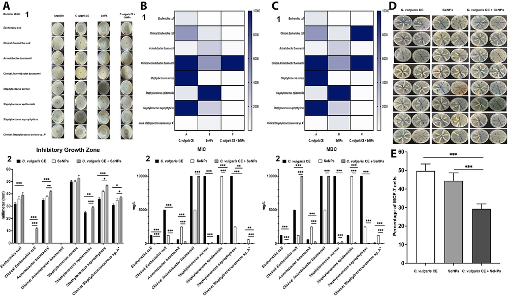 Antimicrobial properties and cytotoxicity of selenium nanoparticles (SeNPs) and <i>Chlorella vulgaris</i> crude extract (<i>C. vulgaris</i> CE). A, well diffusion assay results demonstrating the antimicrobial activity of SeNPs and <i>C. vulgaris</i> CE against various pathogenic bacteria: (1) Growth inhibition zones were measured in millimeters (mm) for each treatment combination, including SeNPs, <i>C. vulgaris</i> CE, their combination (SeNPs + <i>C. vulgaris</i> CE), and ampicillin (100 µg/mL) against <i>Escherichia coli</i>, clinical <i>E. coli</i>, <i>Acinetobacter baumannii</i>, clinical <i>A. baumannii</i>, <i>Staphylococcus aureus</i>, <i>S. epidermidis</i>, <i>S. saprophyticus</i>, and clinical <i>S. aureus</i> sp. A+. (2) A bar chart illustrating the results of the well diffusion assay of SeNPs, <i>C. vulgaris</i> CE, and their combination against pathogenic bacteria; B, minimum inhibitory concentration (MIC) and; C, minimum bactericidal concentration (MBC) data for the aforementioned bacterial strains in the presence of SeNPs, <i>C. vulgaris</i> CE, and their combination (SeNPs + <i>C. vulgaris</i> CE). The MIC and MBC data are presented as (1) heatmap and (2) bar chart; D, MBC results for SeNPs and <i>C. vulgaris</i> CE against pathogenic bacteria, with growth inhibition assessed across different concentrations (0 - 10,000 mg/L) of SeNPs, <i>C. vulgaris</i> CE, and their combination (SeNPs + <i>C. vulgaris</i> CE); E, cytotoxicity assessment using the MTT assay on the MCF-7 cell line for SeNPs, <i>C. vulgaris</i> CE, and their combination, with significance indicated as follows: * P < 0.05, ** P < 0.01, and *** P < 0.001. Antimicrobial properties and cytotoxicity of selenium nanoparticles (SeNPs) and <i>Chlorella vulgaris</i> crude extract (<i>C. vulgaris</i> CE). A, well diffusion assay results demonstrating the antimicrobial activity of SeNPs and <i>C. vulgaris</i> CE against various pathogenic bacteria: (1) Growth inhibition zones were measured in millimeters (mm) for each treatment combination, including SeNPs, <i>C. vulgaris</i> CE, their combination (SeNPs + <i>C. vulgaris</i> CE), and ampicillin (100 µg/mL) against <i>Escherichia coli</i>, clinical <i>E. coli</i>, <i>Acinetobacter baumannii</i>, clinical <i>A. baumannii</i>, <i>Staphylococcus aureus</i>, <i>S. epidermidis</i>, <i>S. saprophyticus</i>, and clinical <i>S. aureus</i> sp. A+. (2) A bar chart illustrating the results of the well diffusion assay of SeNPs, <i>C. vulgaris</i> CE, and their combination against pathogenic bacteria; B, minimum inhibitory concentration (MIC) and; C, minimum bactericidal concentration (MBC) data for the aforementioned bacterial strains in the presence of SeNPs, <i>C. vulgaris</i> CE, and their combination (SeNPs + <i>C. vulgaris</i> CE). The MIC and MBC data are presented as (1) heatmap and (2) bar chart; D, MBC results for SeNPs and <i>C. vulgaris</i> CE against pathogenic bacteria, with growth inhibition assessed across different concentrations (0 - 10,000 mg/L) of SeNPs, <i>C. vulgaris</i> CE, and their combination (SeNPs + <i>C. vulgaris</i> CE); E, cytotoxicity assessment using the MTT assay on the MCF-7 cell line for SeNPs, <i>C. vulgaris</i> CE, and their combination, with significance indicated as follows: * P < 0.05, ** P < 0.01, and *** P < 0.001.